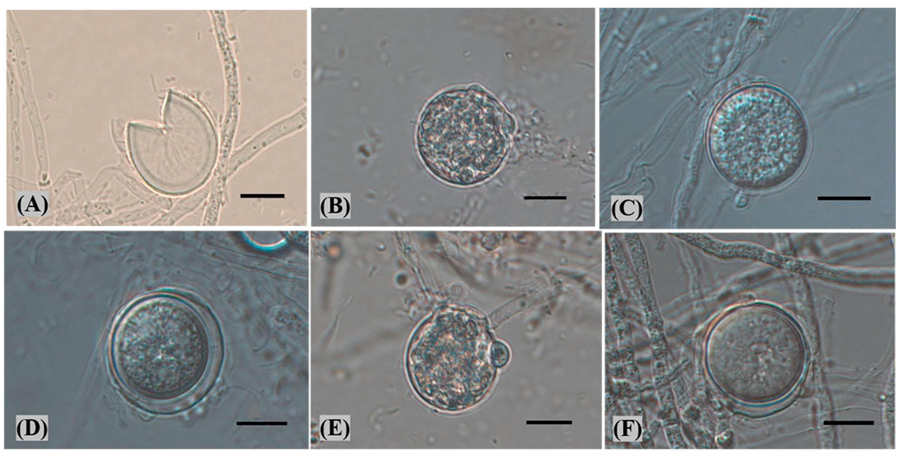 Plants 12 01072 g004 Plants 12 01072 g004