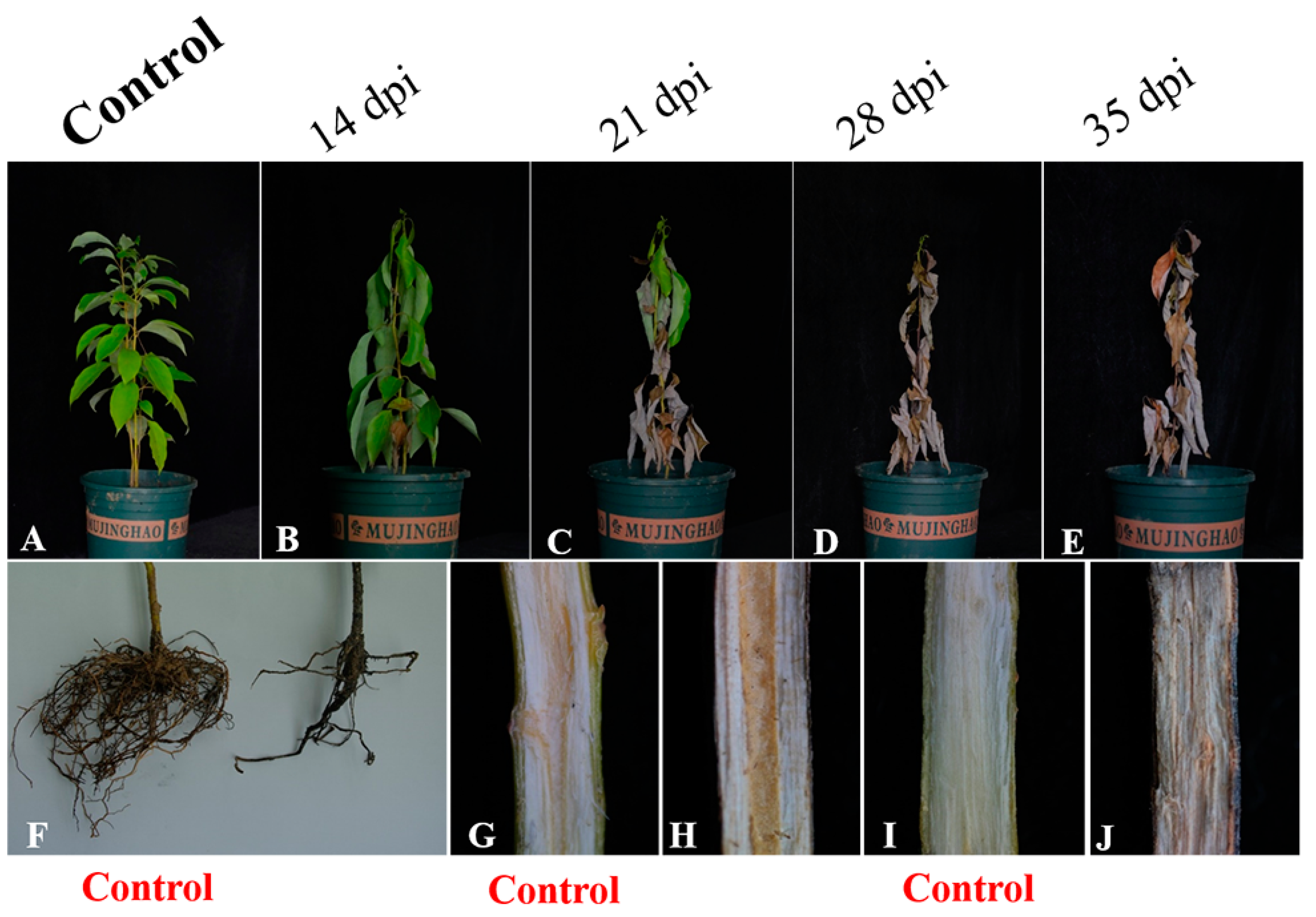 Plants 12 01072 g007 Plants 12 01072 g007