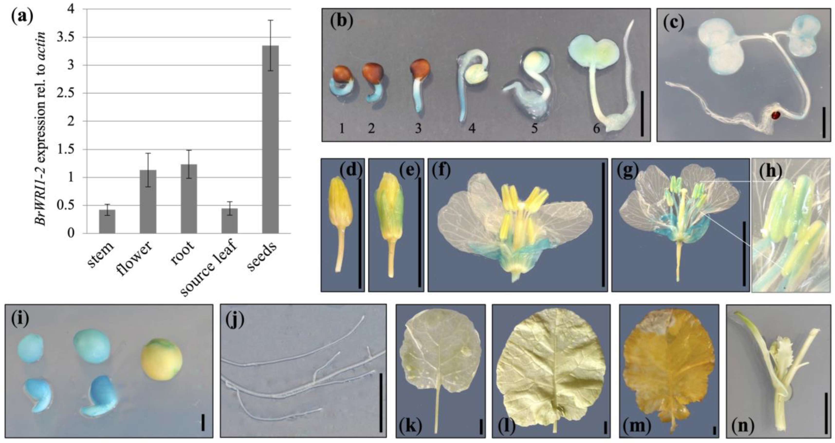 Plants 12 01085 g002