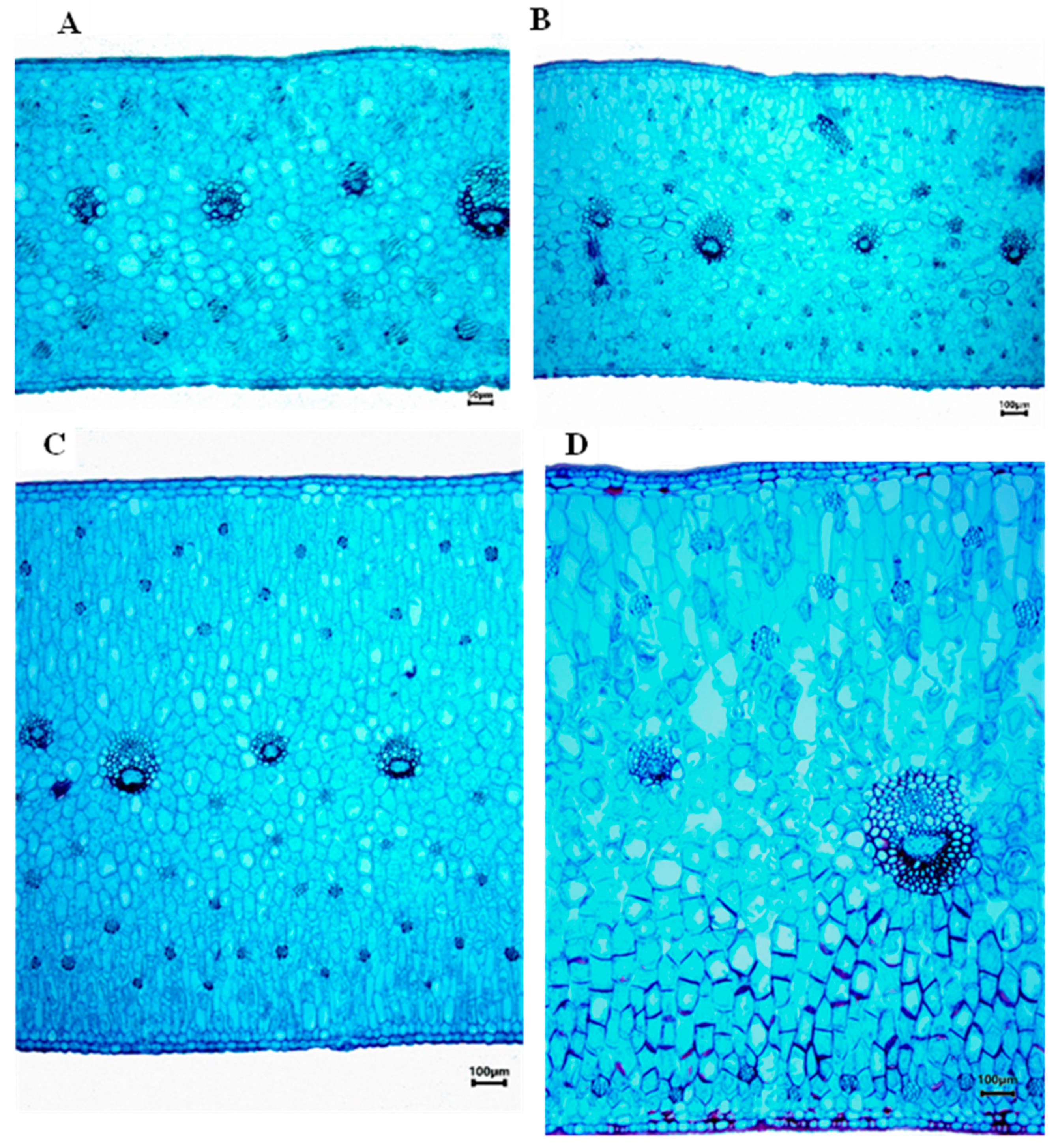 Plants 12 01089 g003 Plants 12 01089 g003