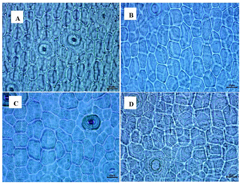 Plants 12 01089 g005 Plants 12 01089 g005