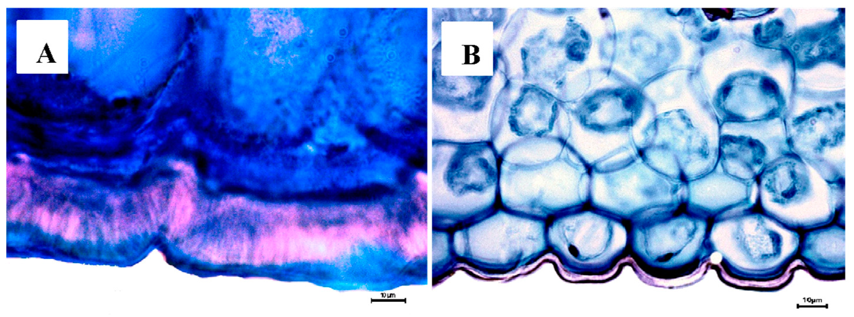 Plants 12 01089 g007 Plants 12 01089 g007