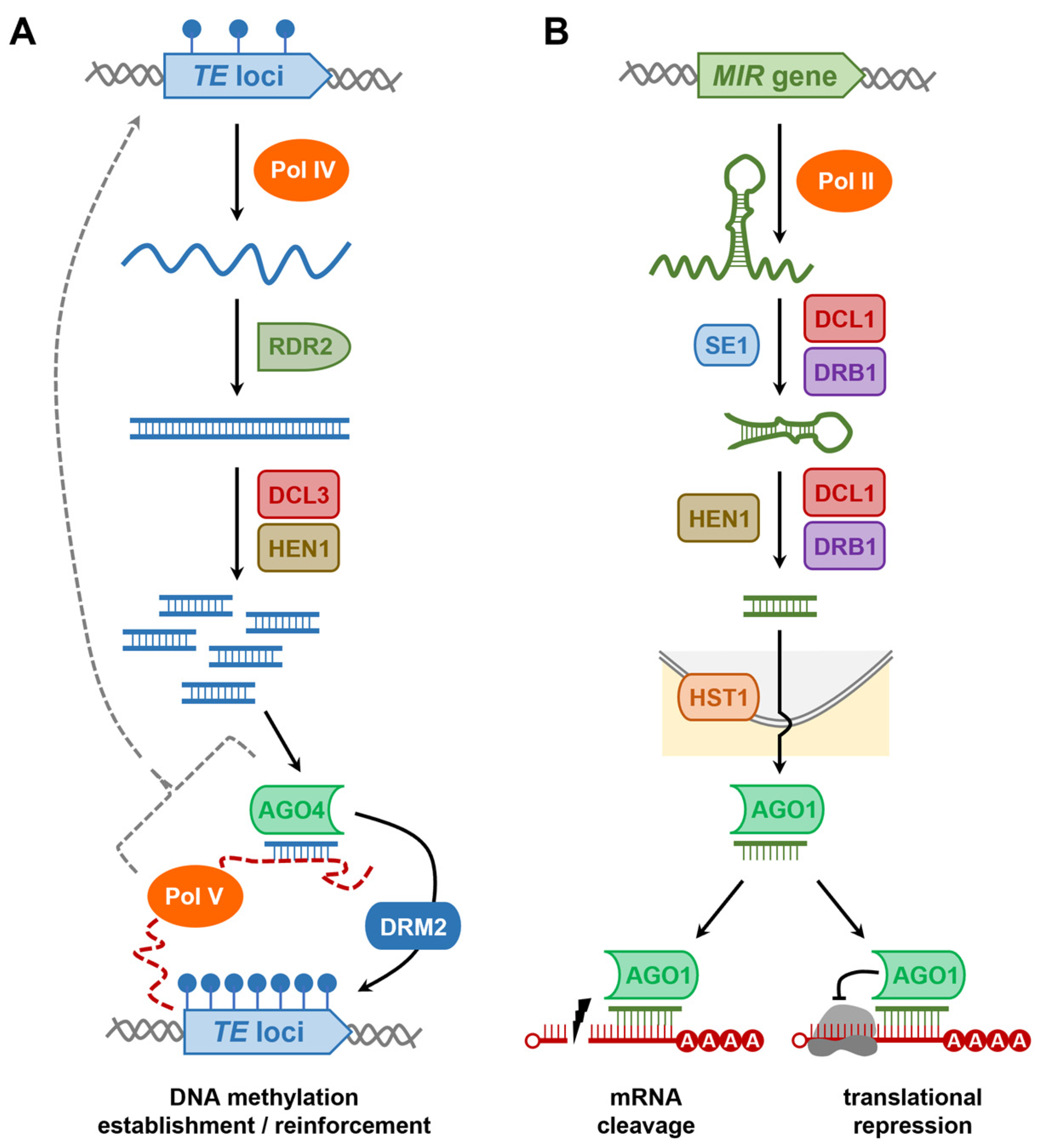 Plants 12 01101 g003 Plants 12 01101 g003