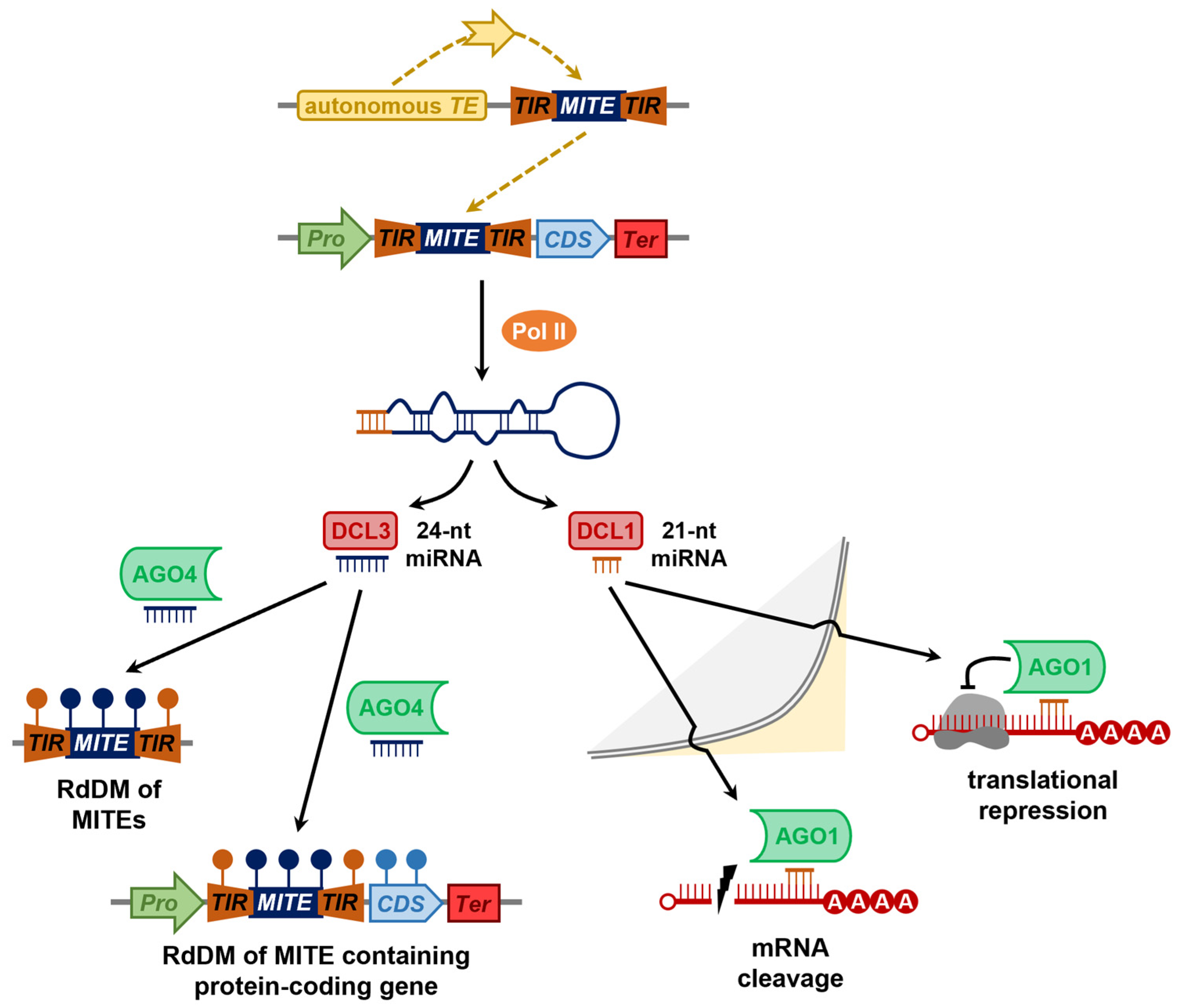 Plants 12 01101 g005 Plants 12 01101 g005