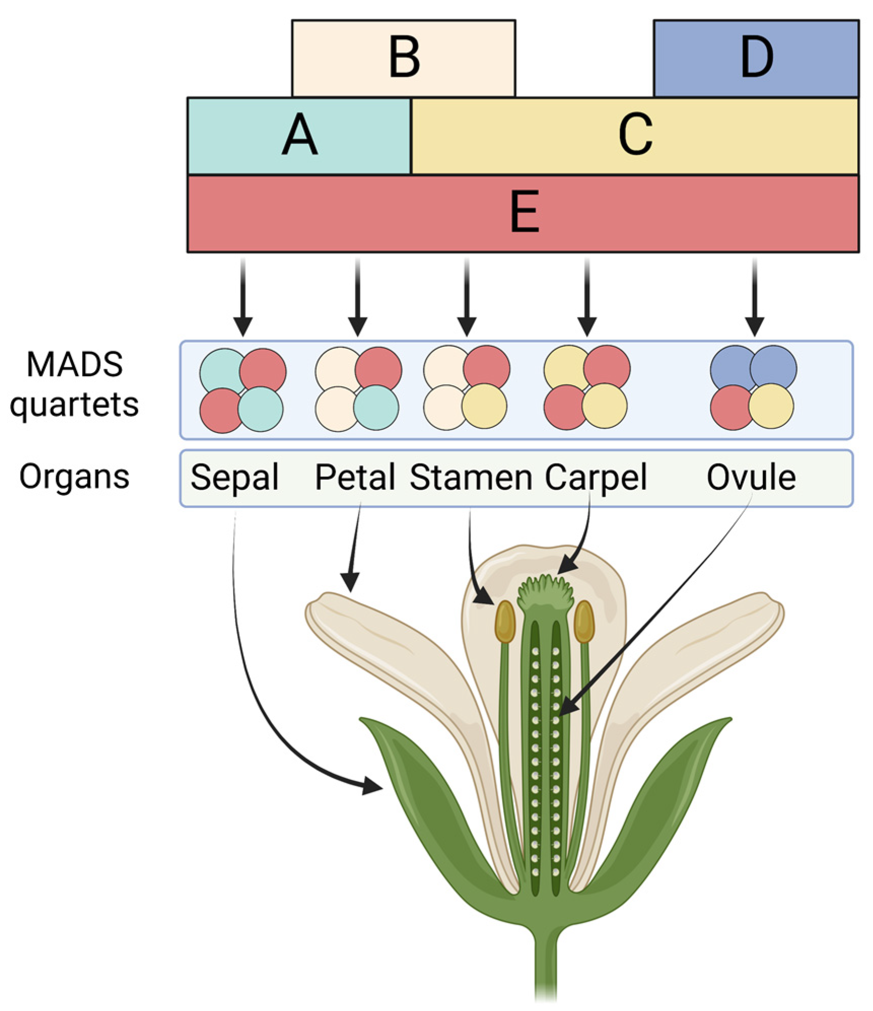 Plants 12 01128 g001