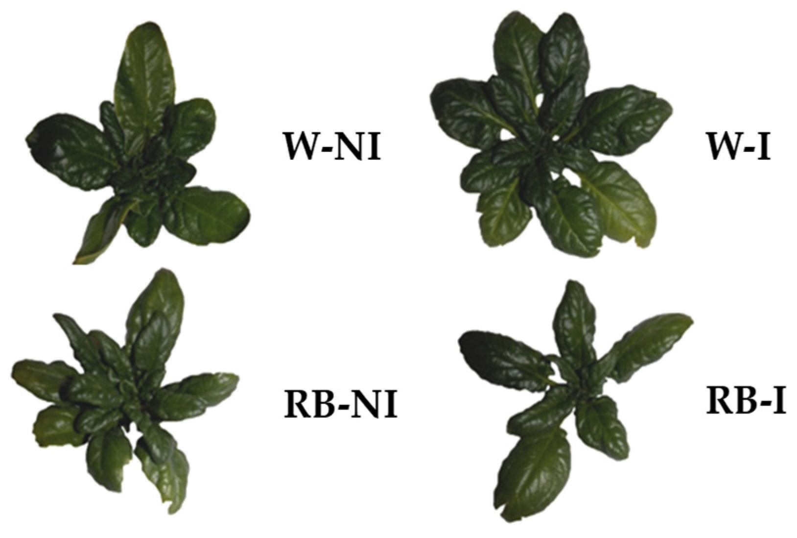 Plants 12 01149 g001 Plants 12 01149 g001