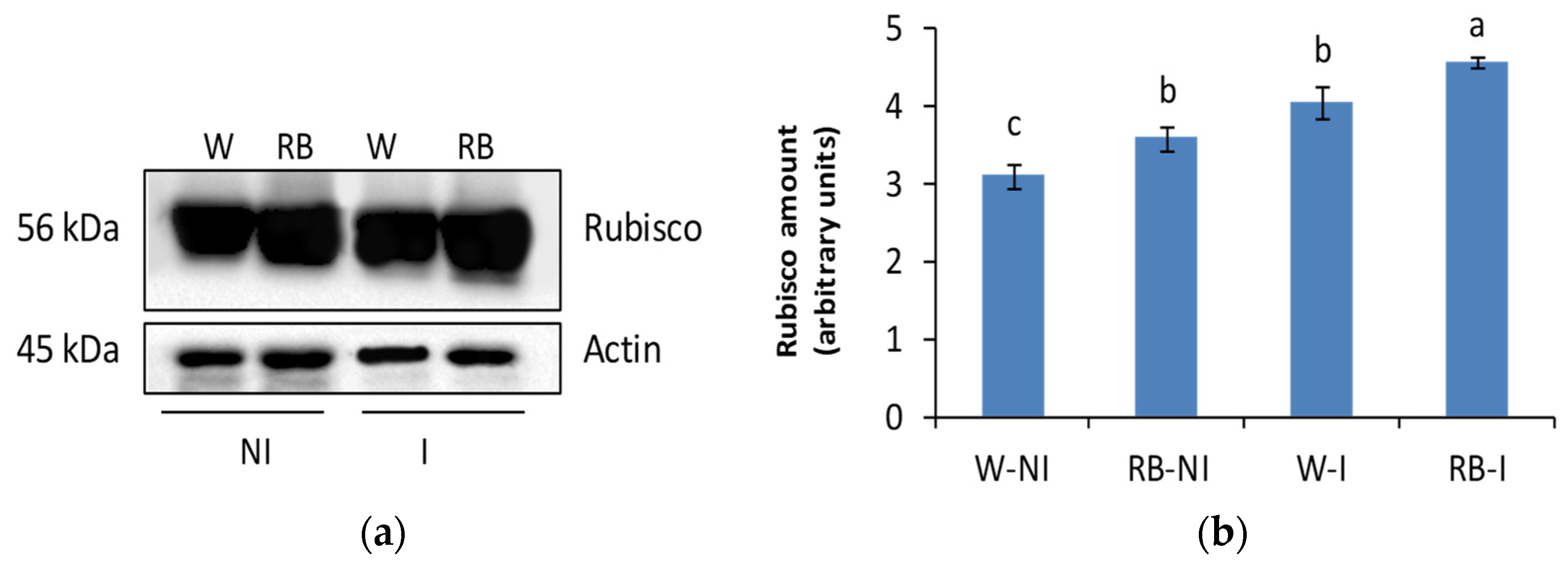 Plants 12 01149 g005 Plants 12 01149 g005