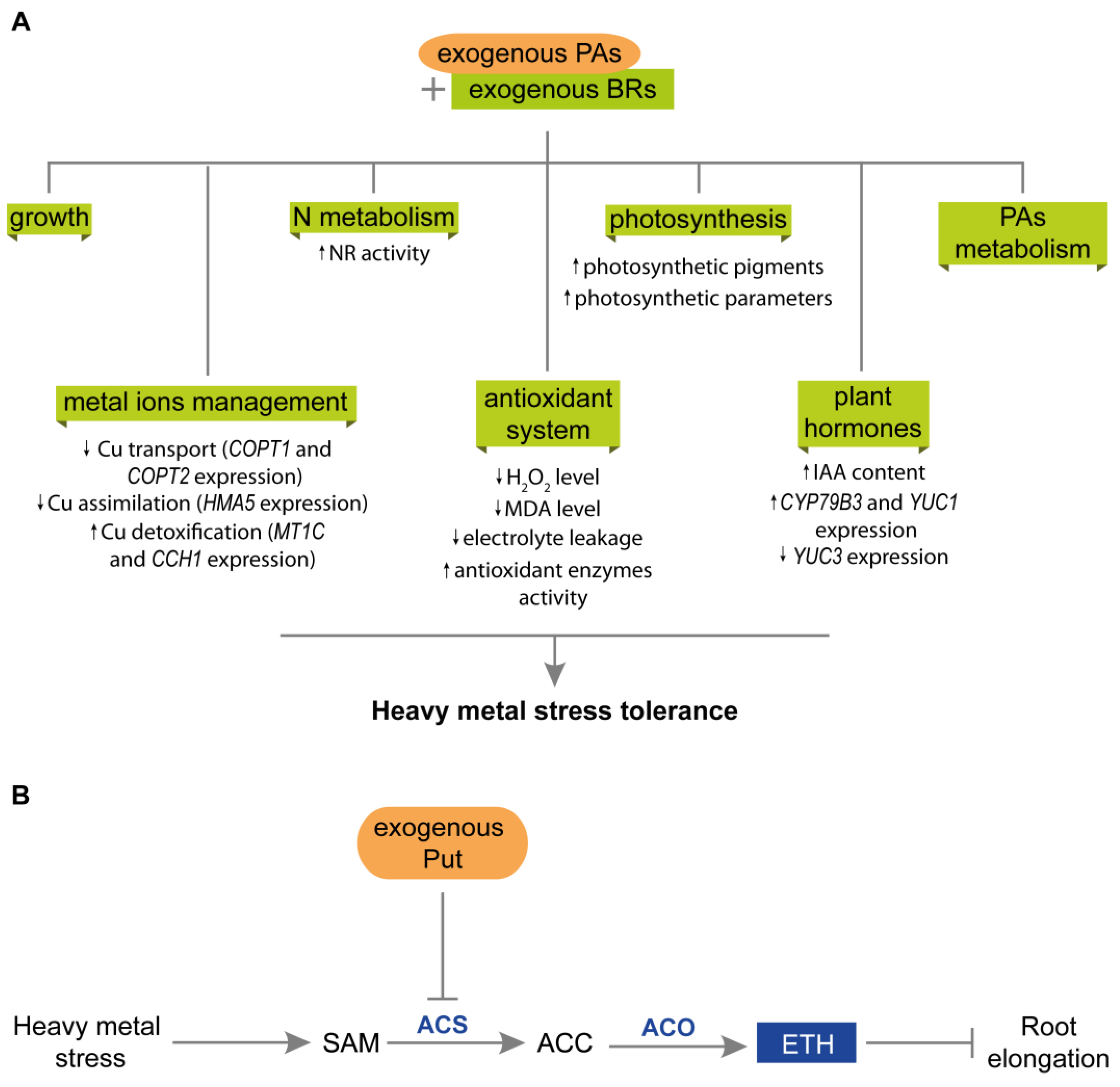 Plants 12 01159 g005 Plants 12 01159 g005