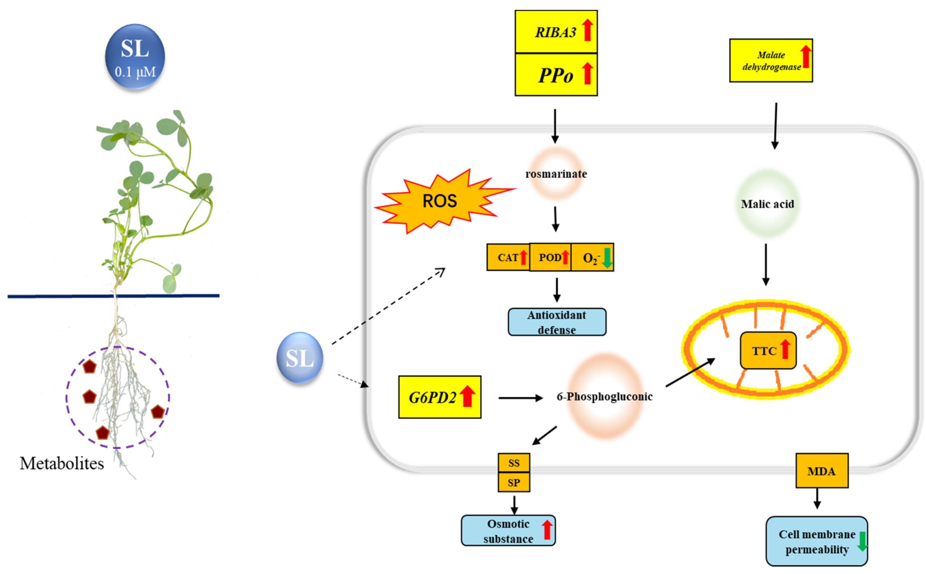 Plants 12 01163 g009