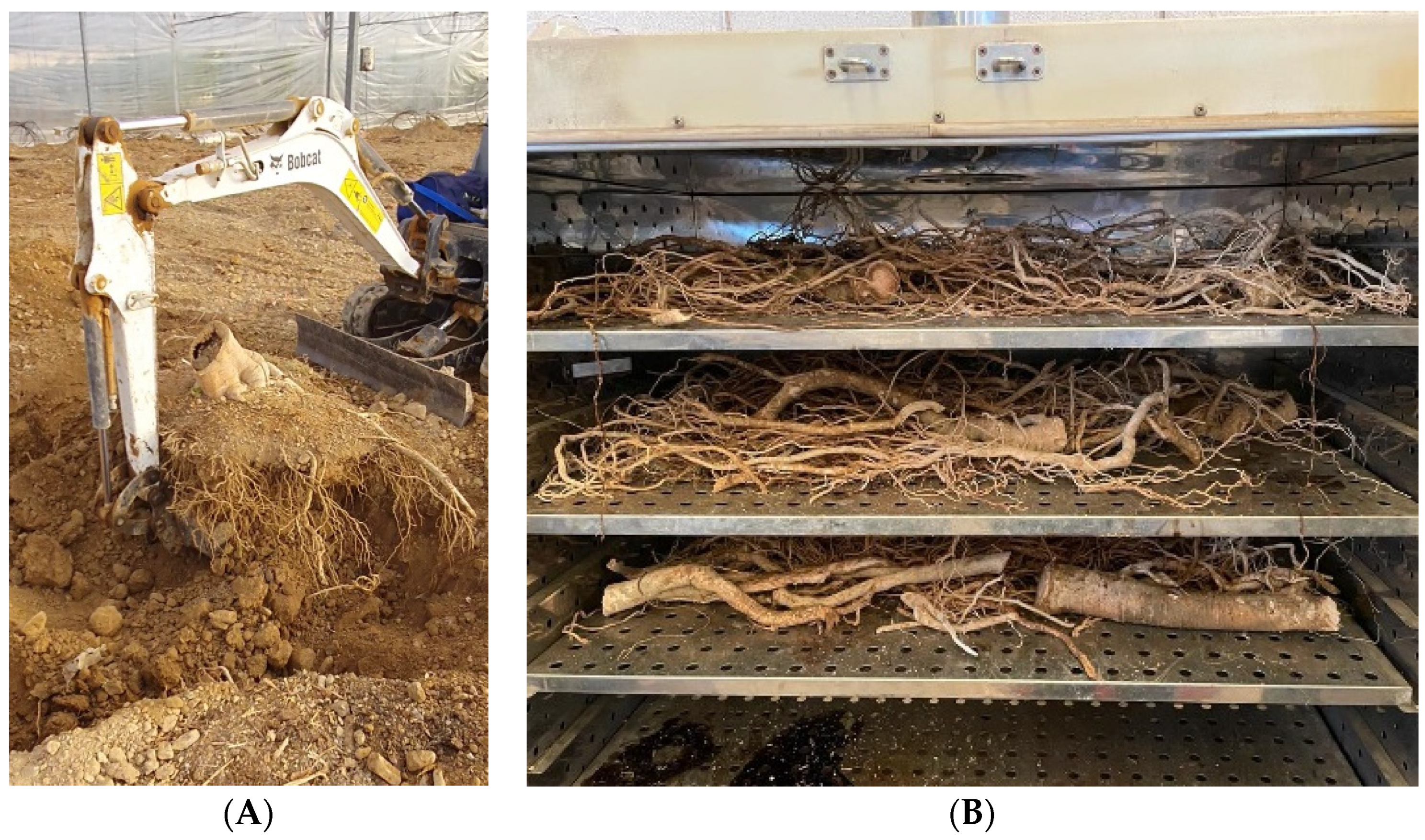 Plants 12 01189 g007