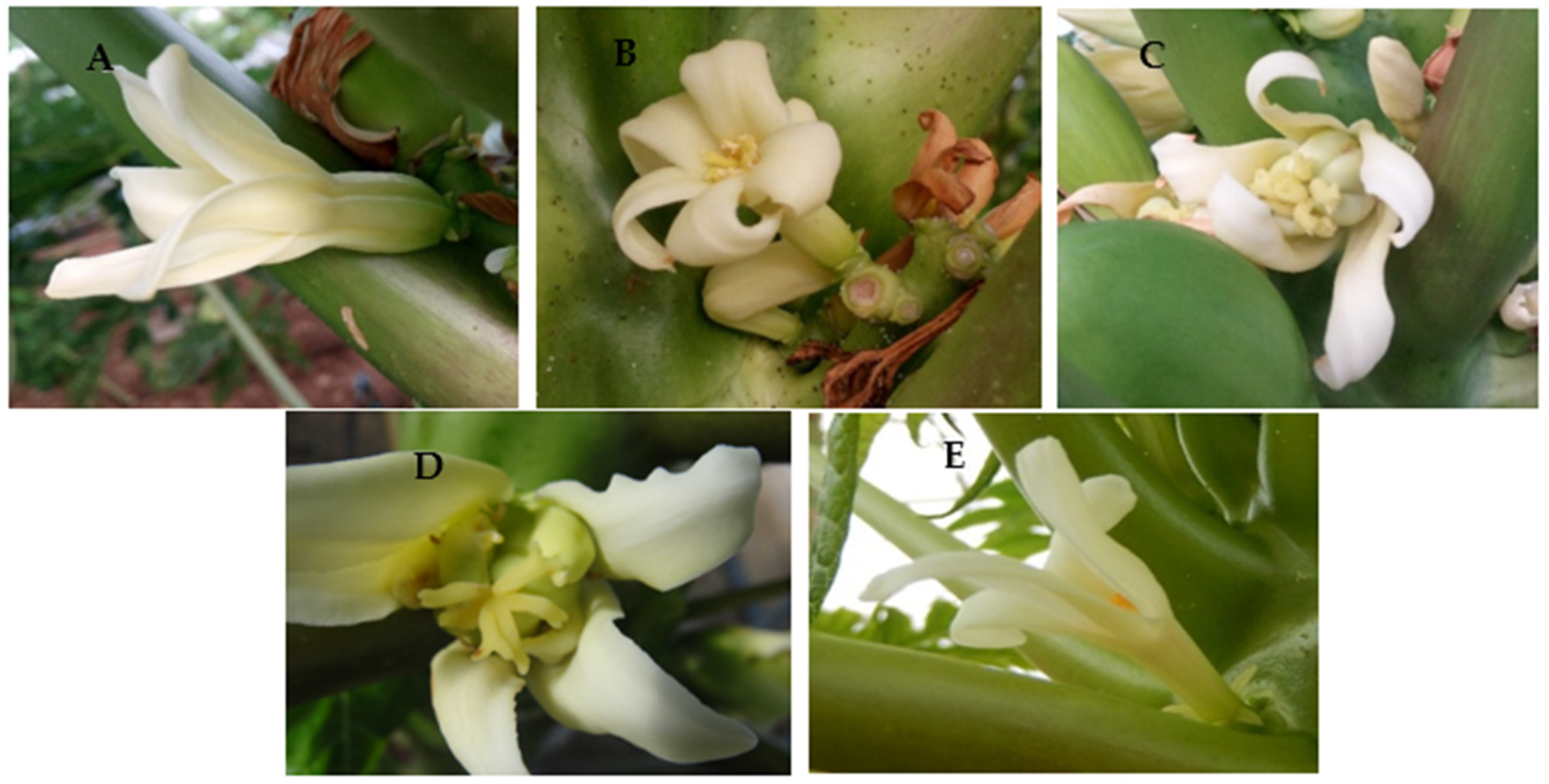 Plants 12 01189 g008