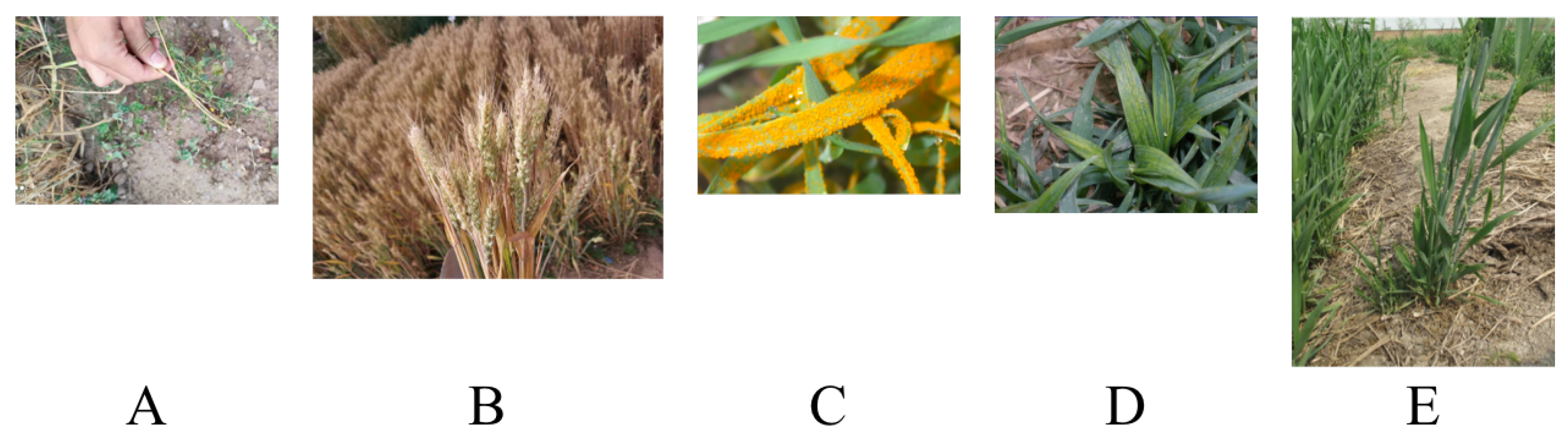 Plants 12 01191 g006