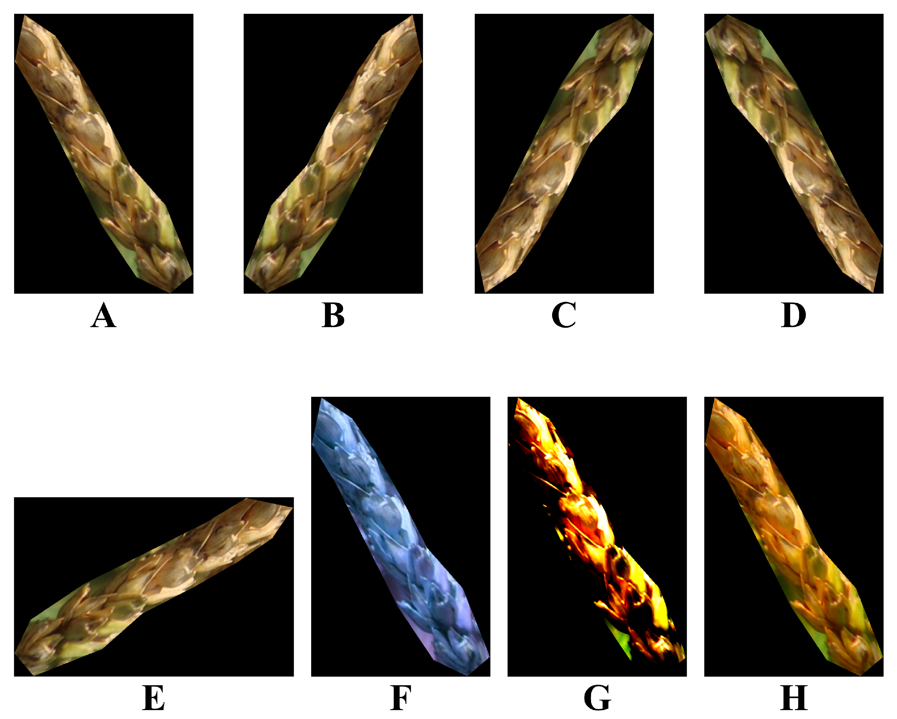 Plants 12 01191 g007