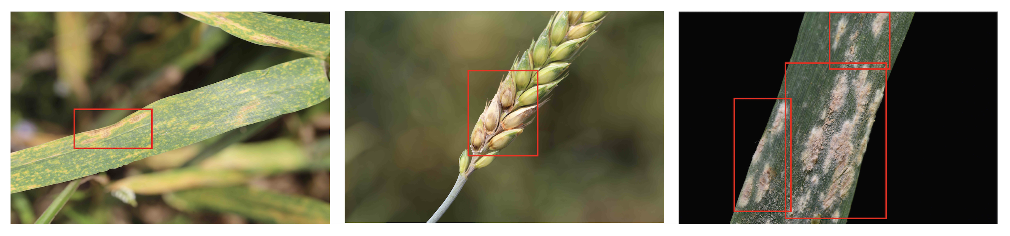 Plants 12 01191 g011