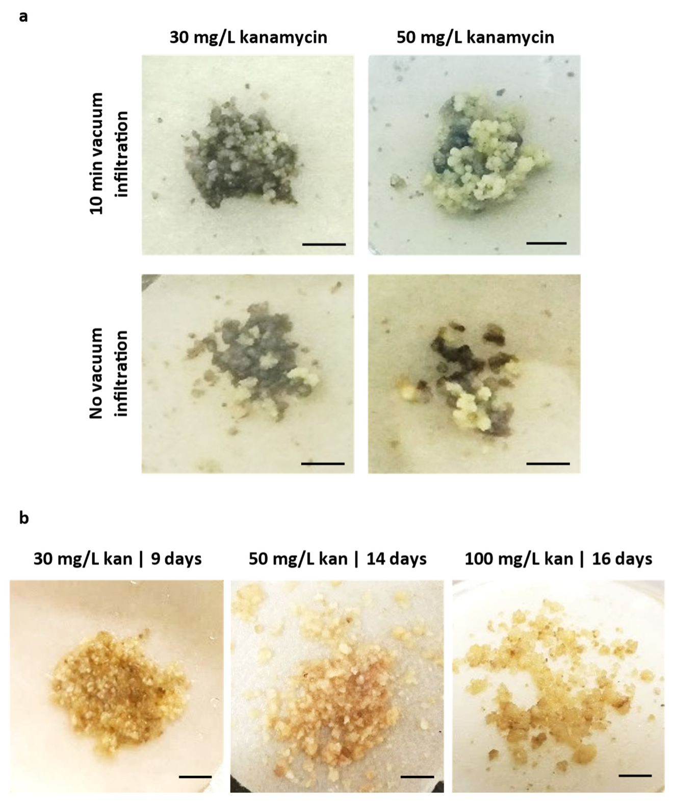 Plants 12 01202 g003