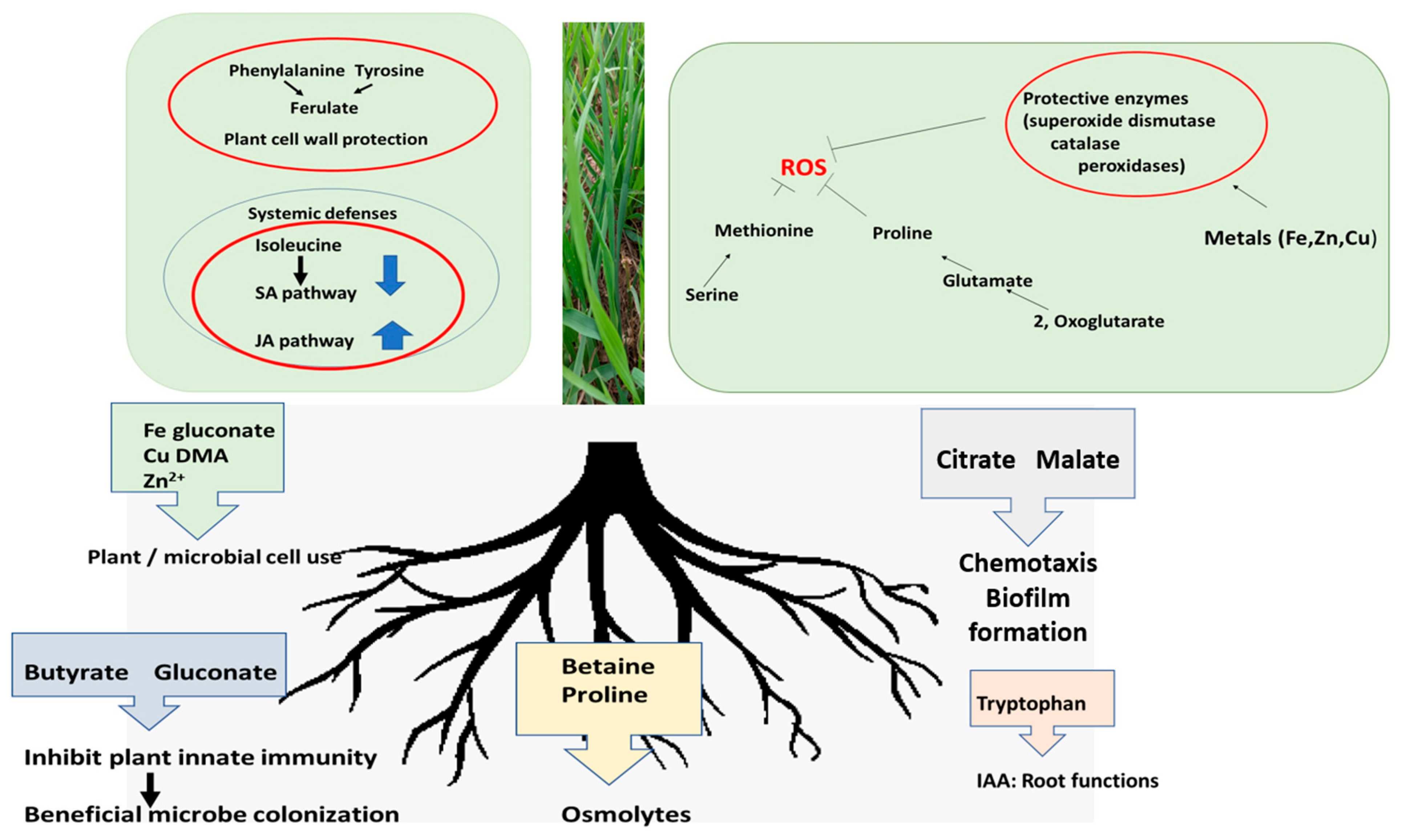 Plants 12 01209 g006 Plants 12 01209 g006