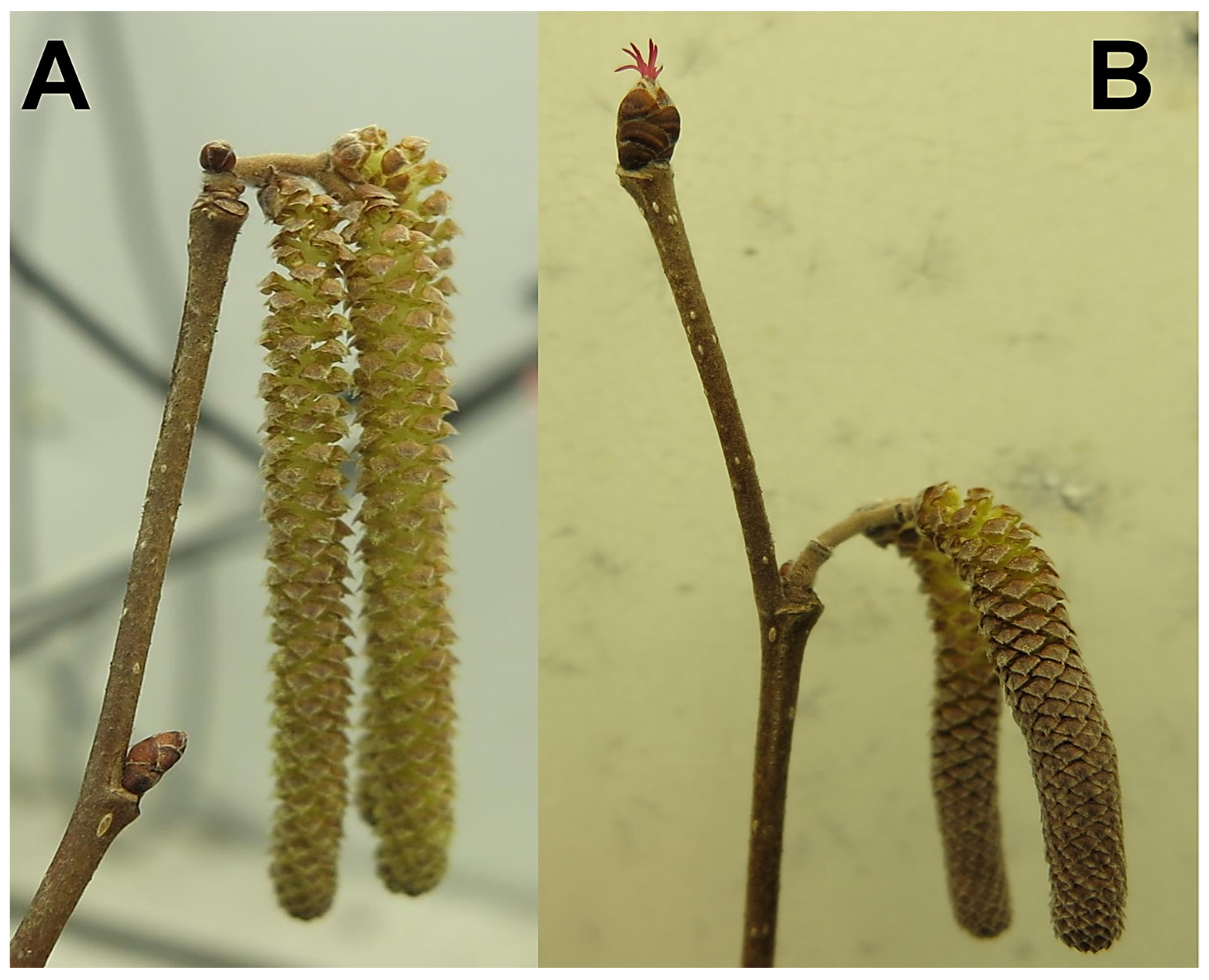 Plants 12 01233 g005