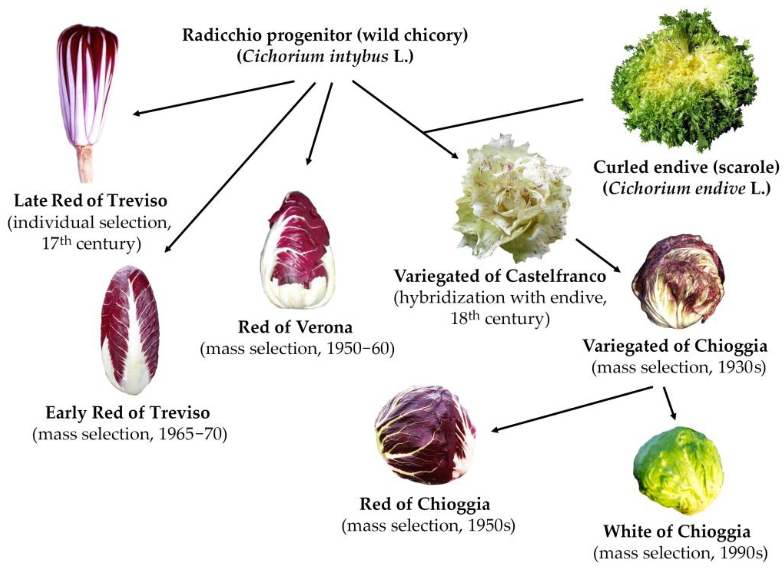 Plants 12 01242 g001