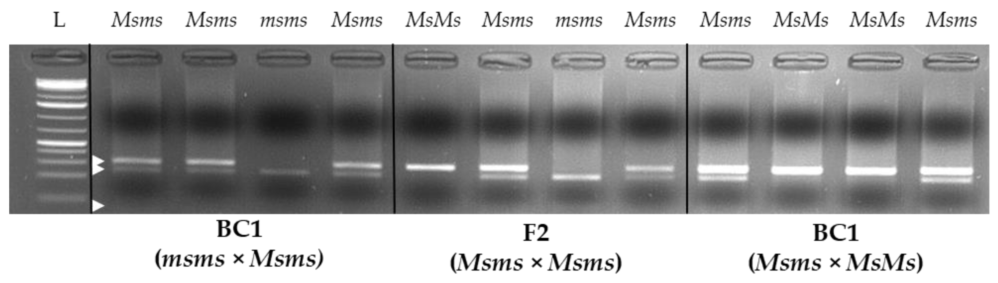 Plants 12 01242 g008