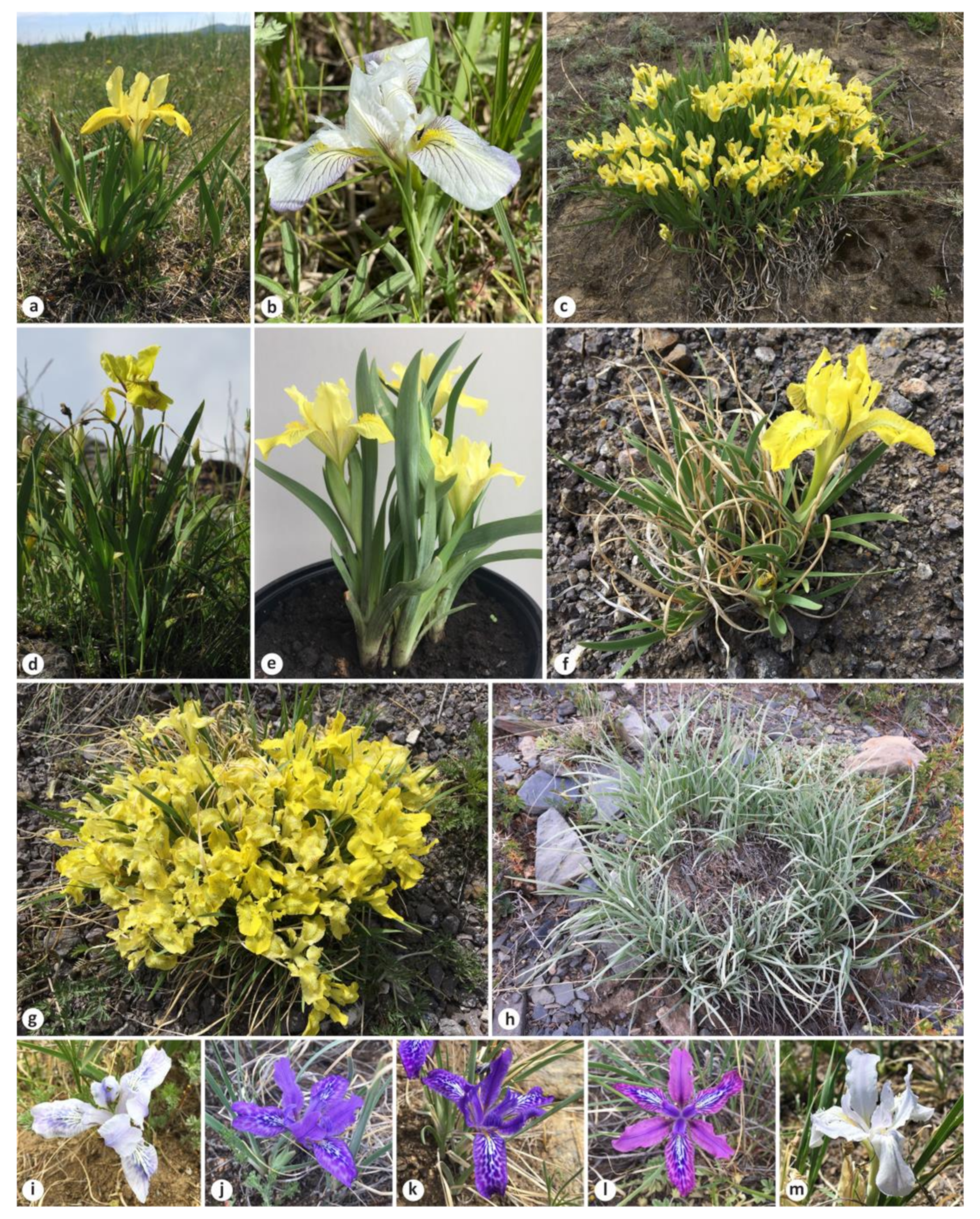 Plants 12 01254 g001 Plants 12 01254 g001