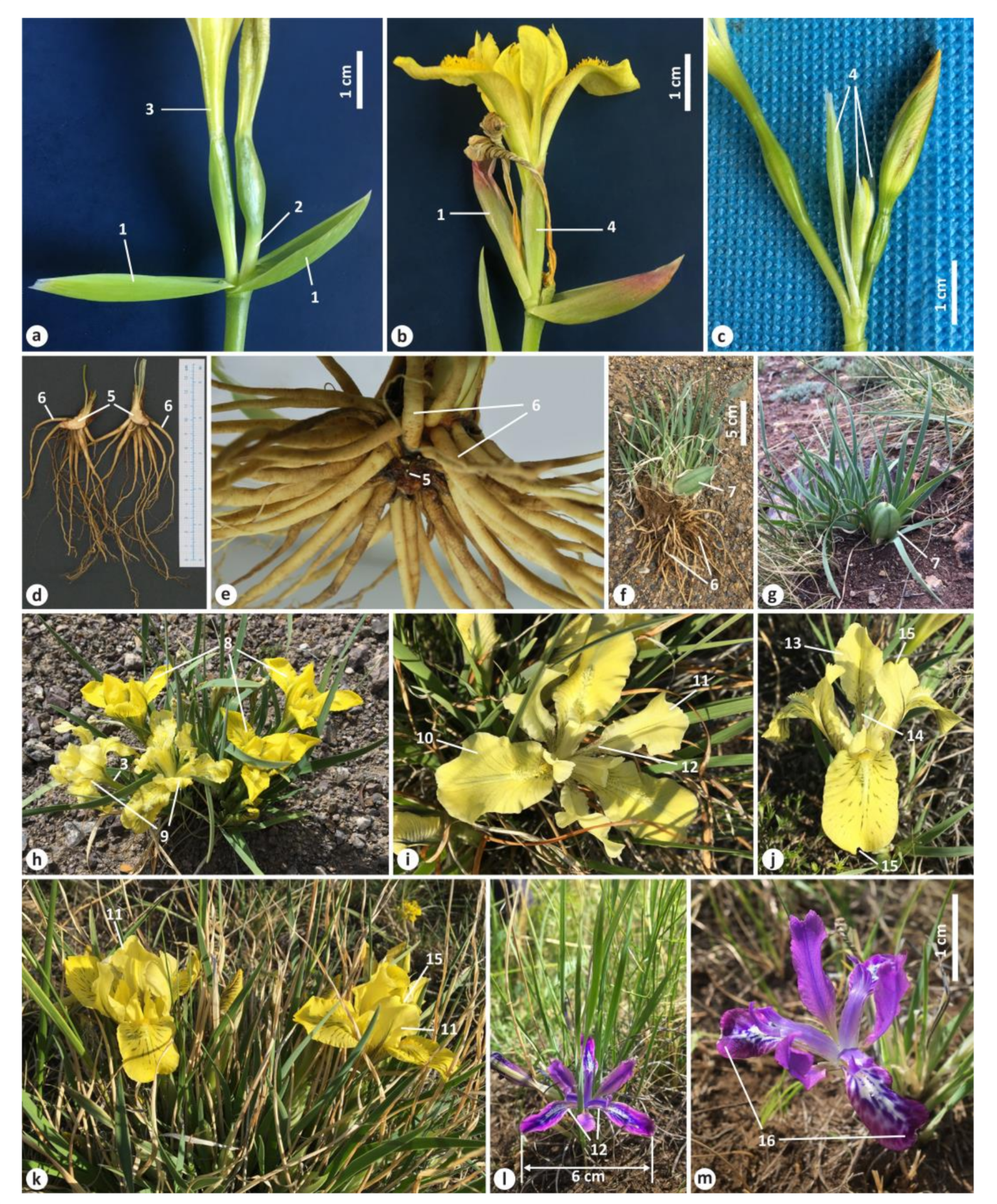 Plants 12 01254 g006 Plants 12 01254 g006