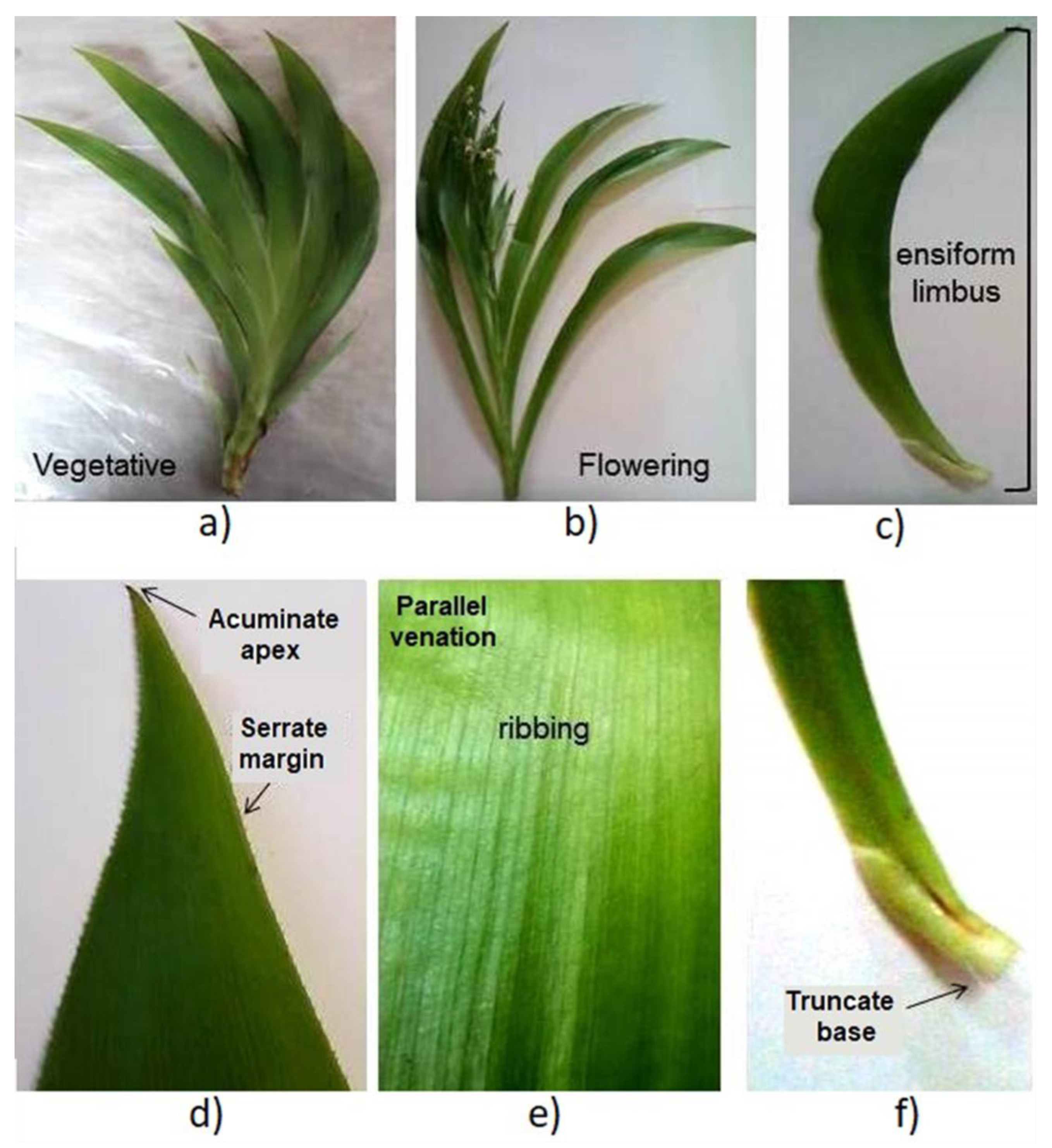 Plants 12 01268 g001