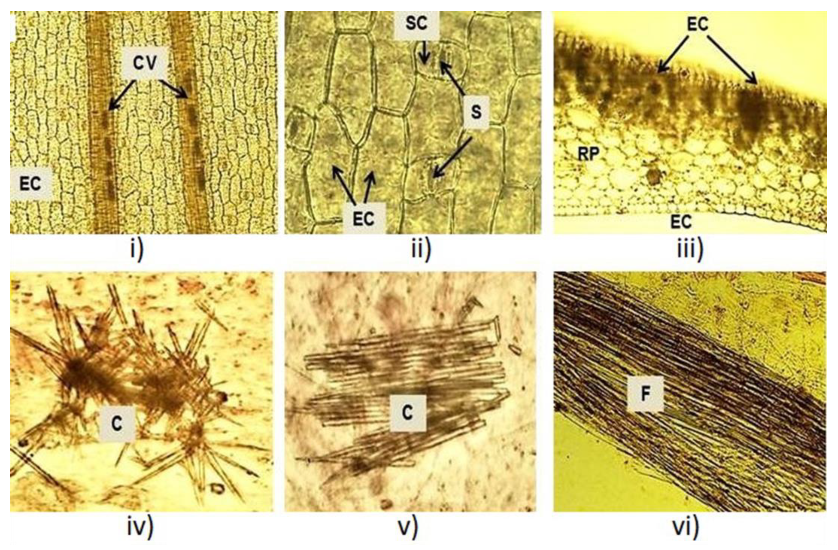 Plants 12 01268 g002
