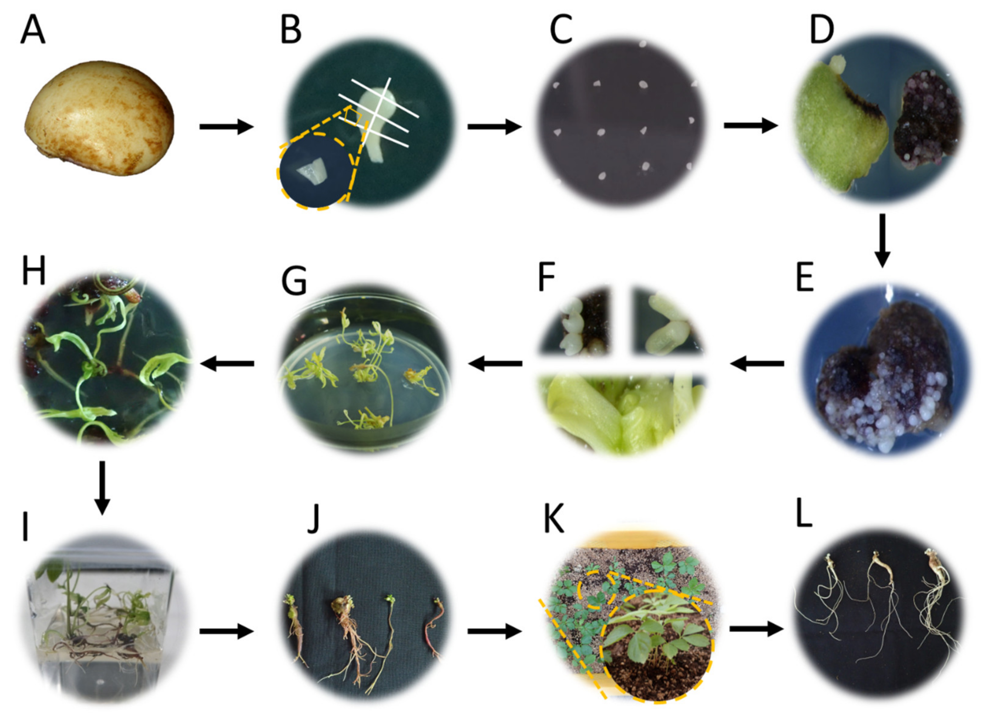 Plants 12 01270 g001