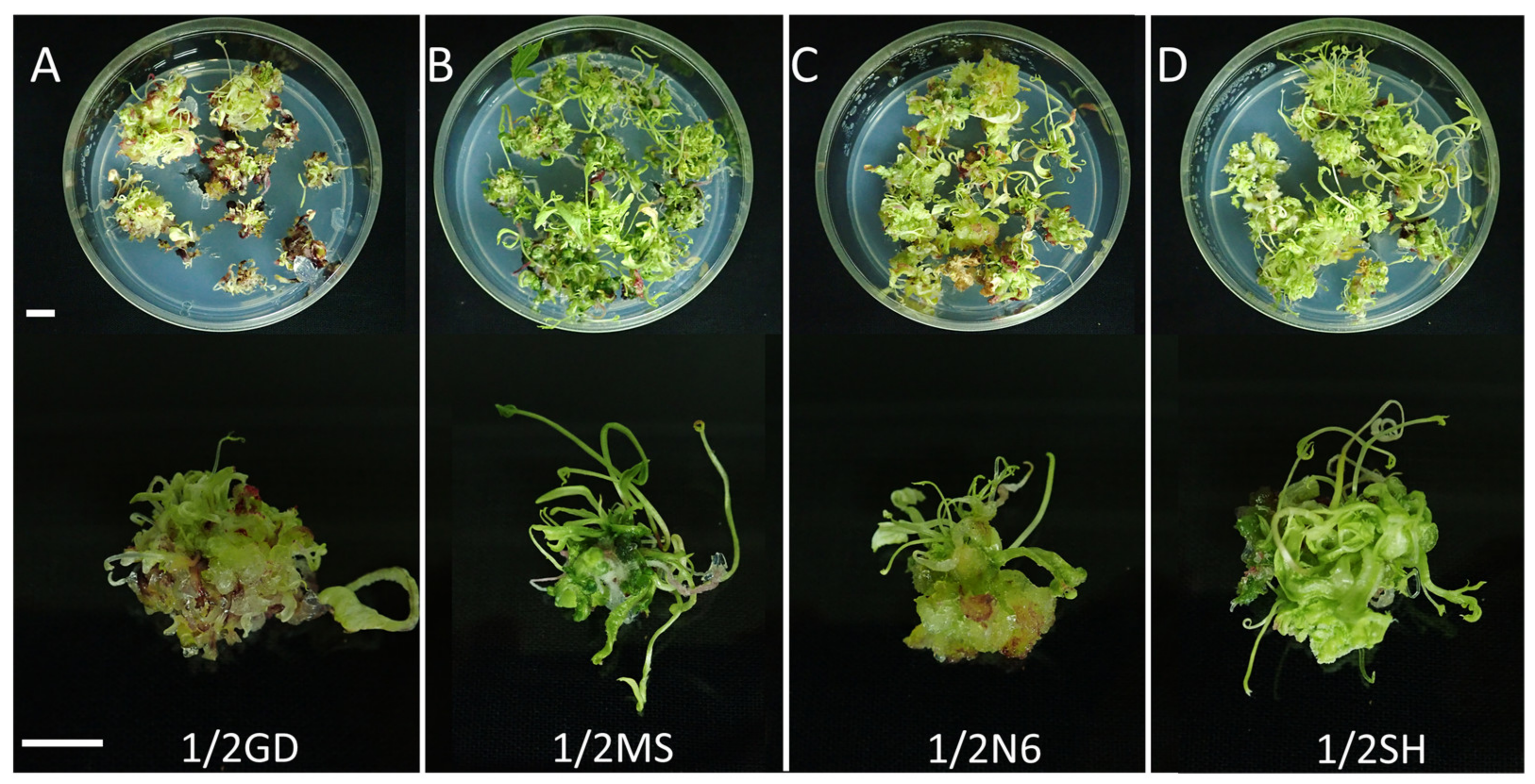 Plants 12 01270 g006