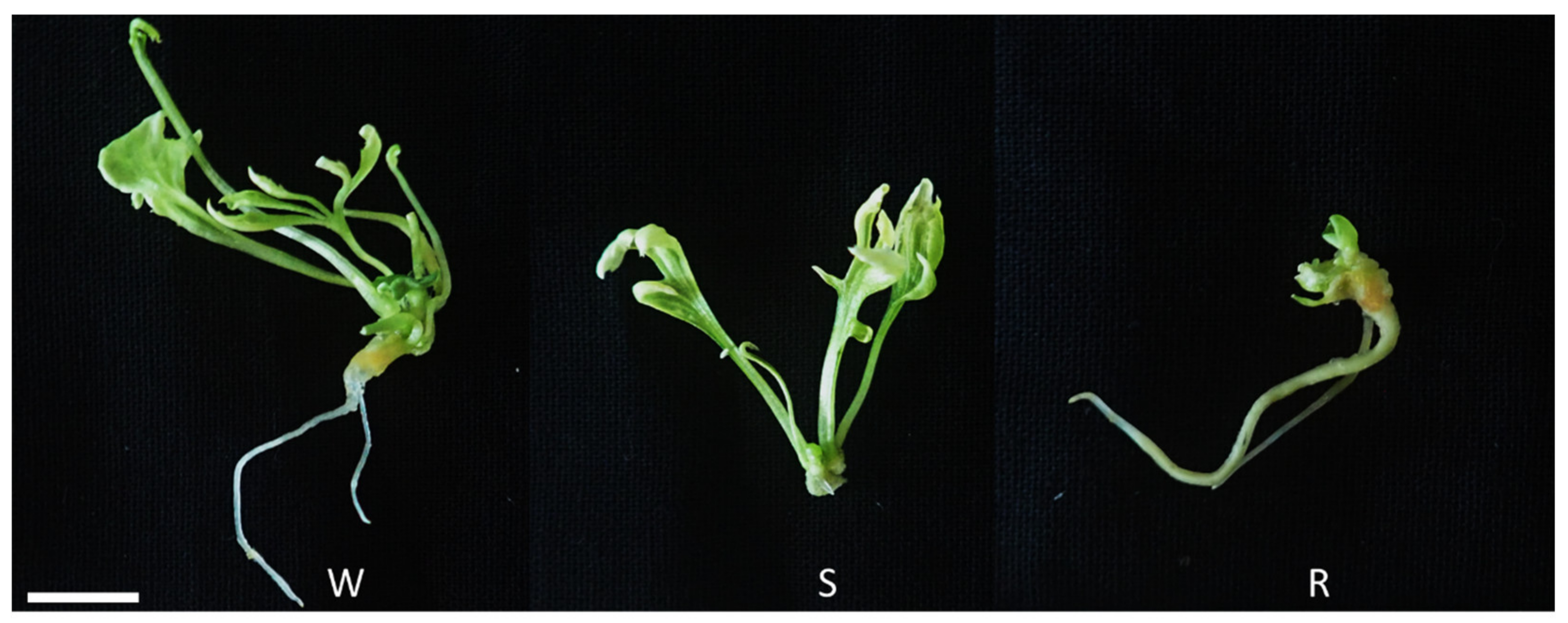 Plants 12 01270 g010