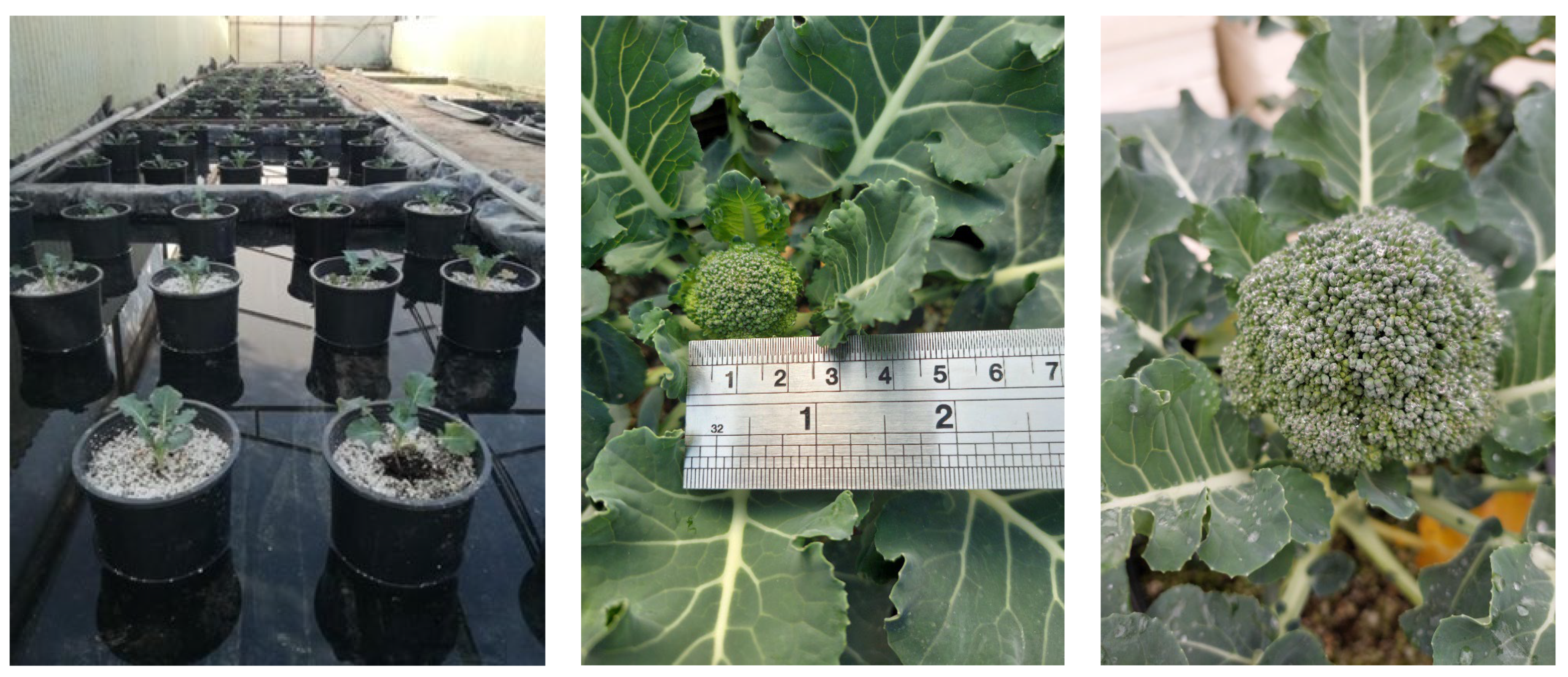 Plants 12 01272 g001