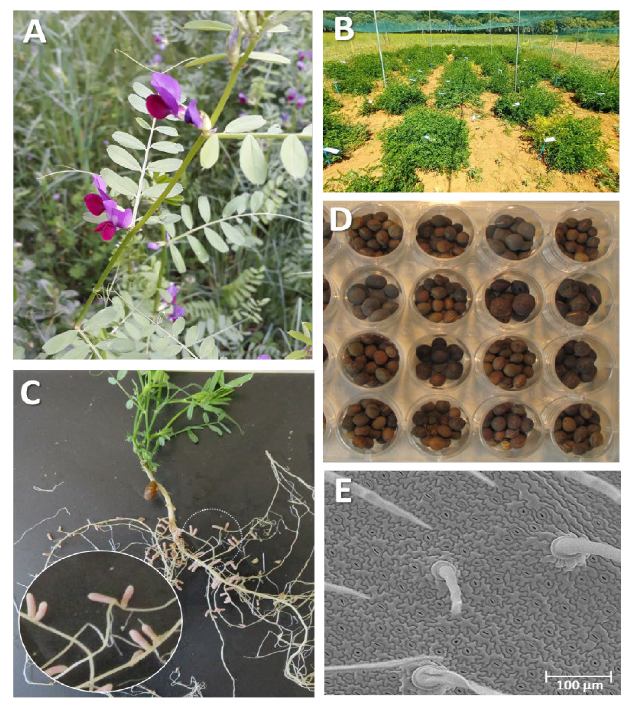 Plants 12 01275 g003 Plants 12 01275 g003