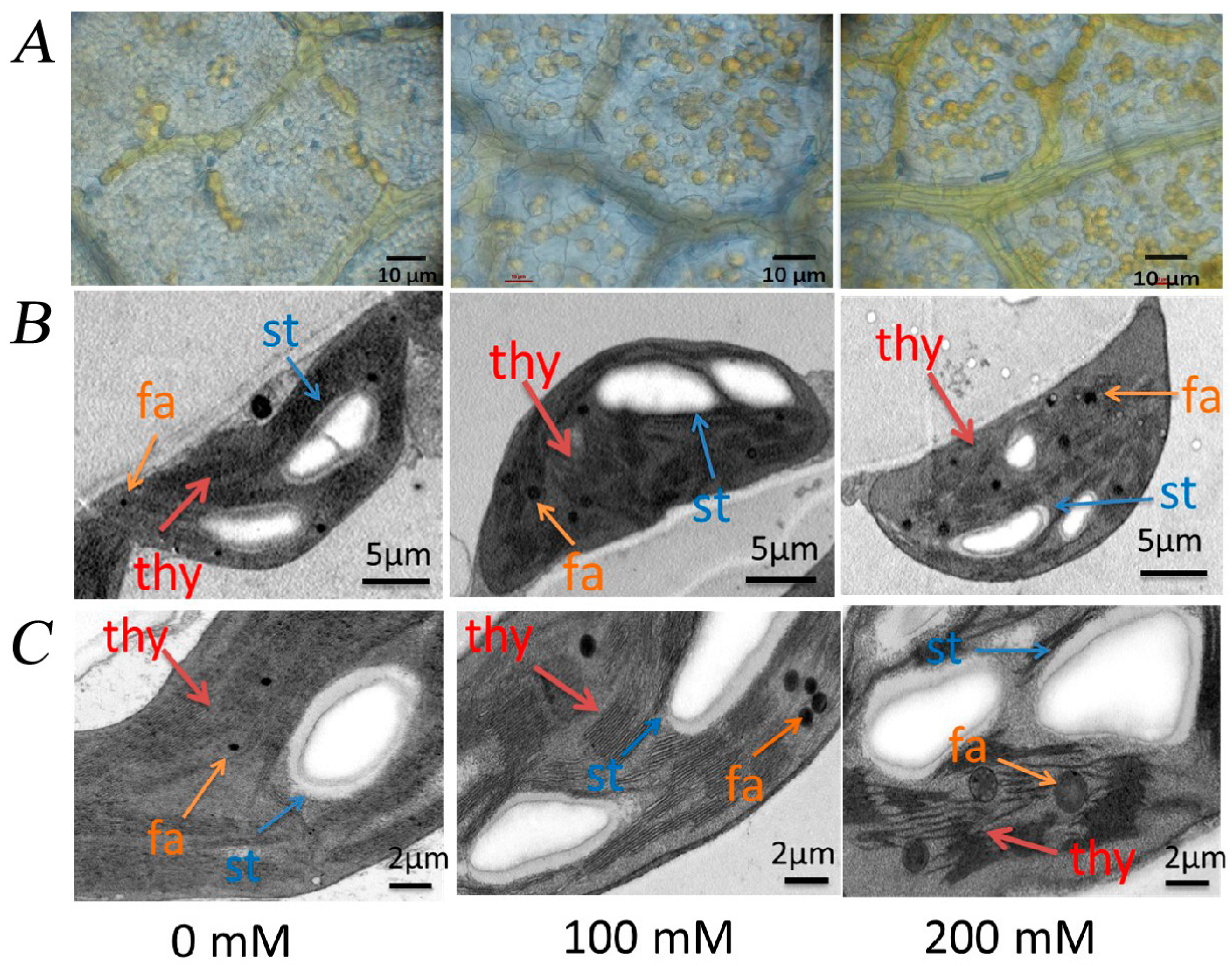 Plants 12 01283 g008 Plants 12 01283 g008