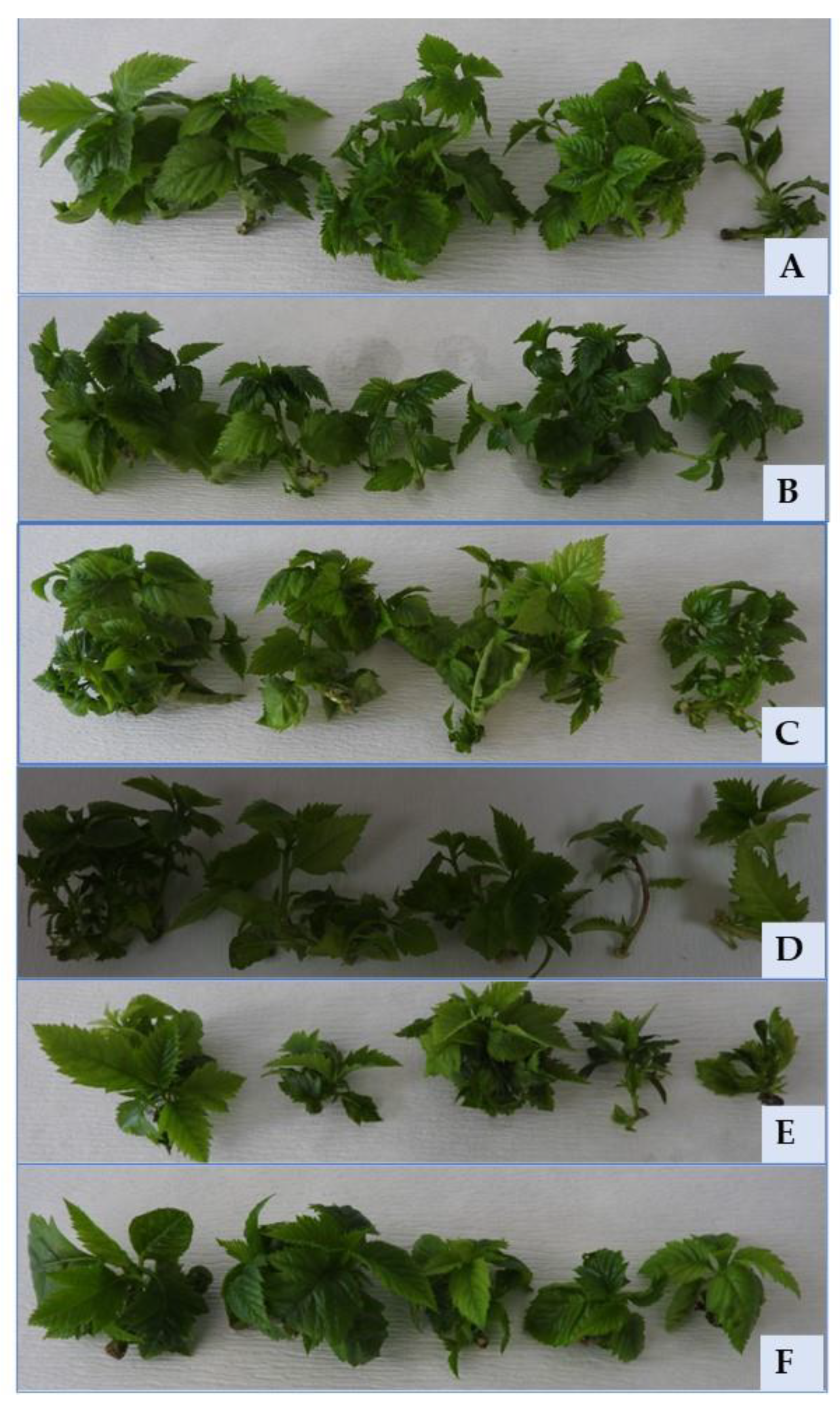 Plants 12 01287 g009