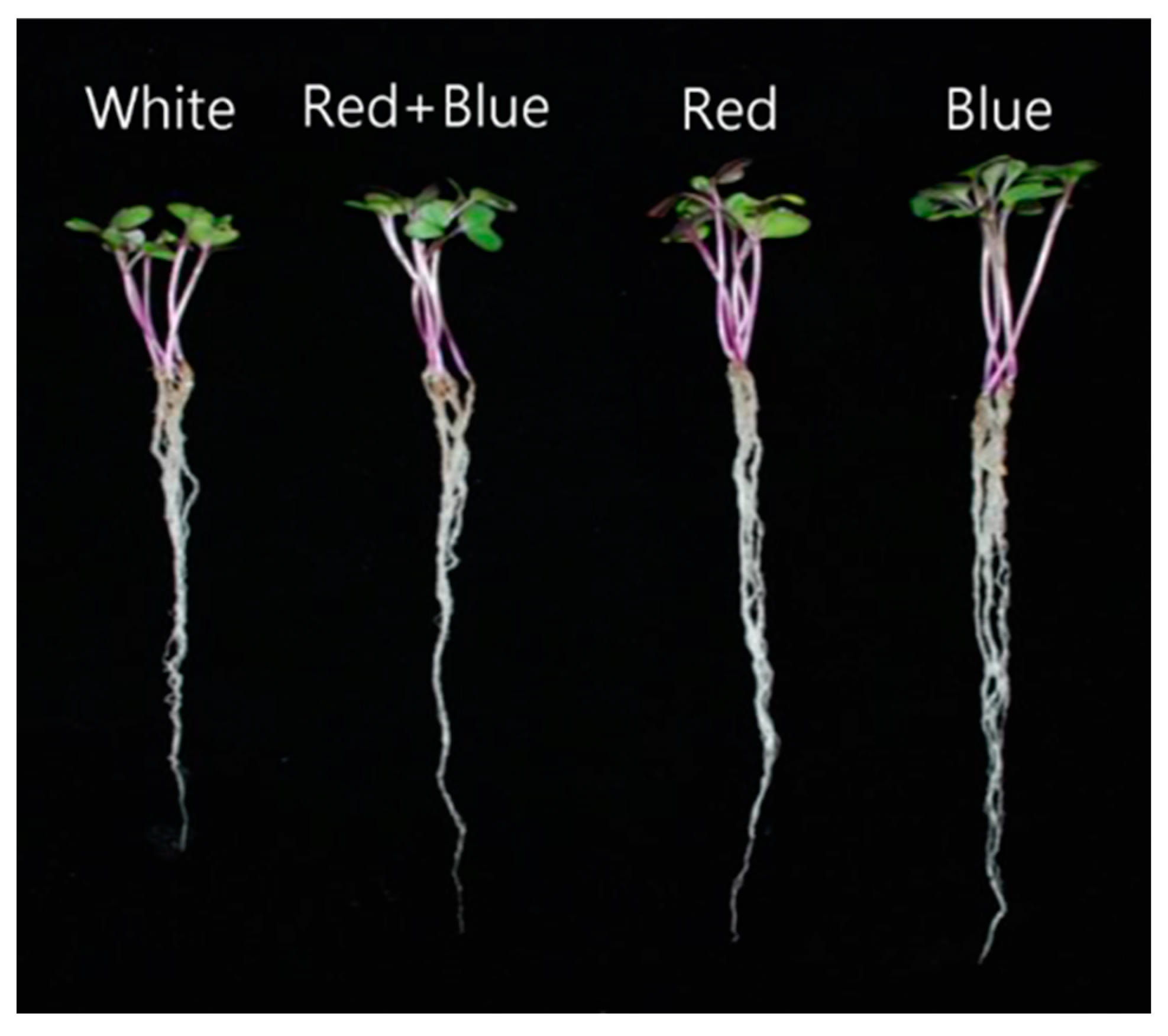 Plants 12 01296 g001 Plants 12 01296 g001