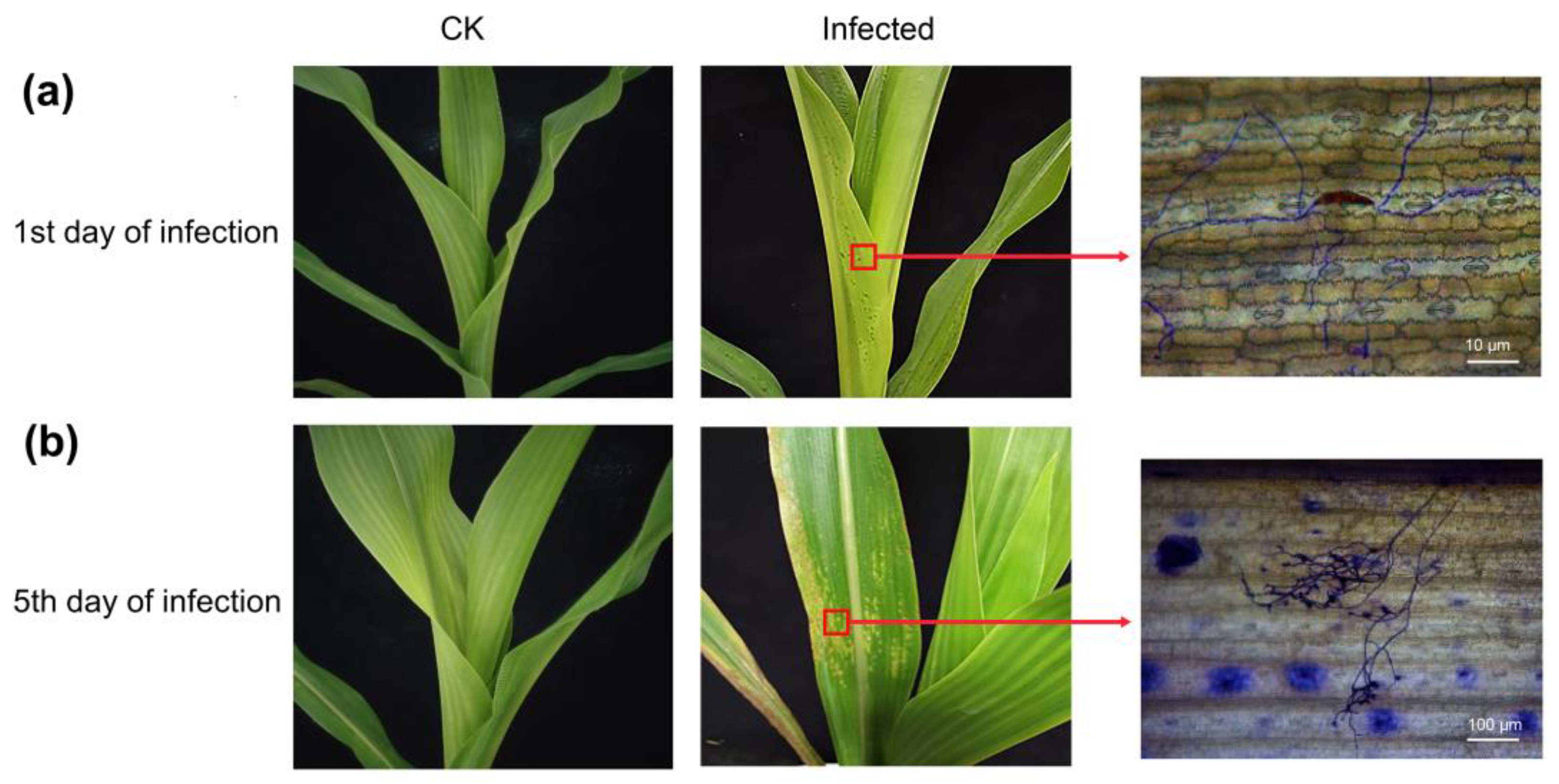 Plants 12 01307 g001