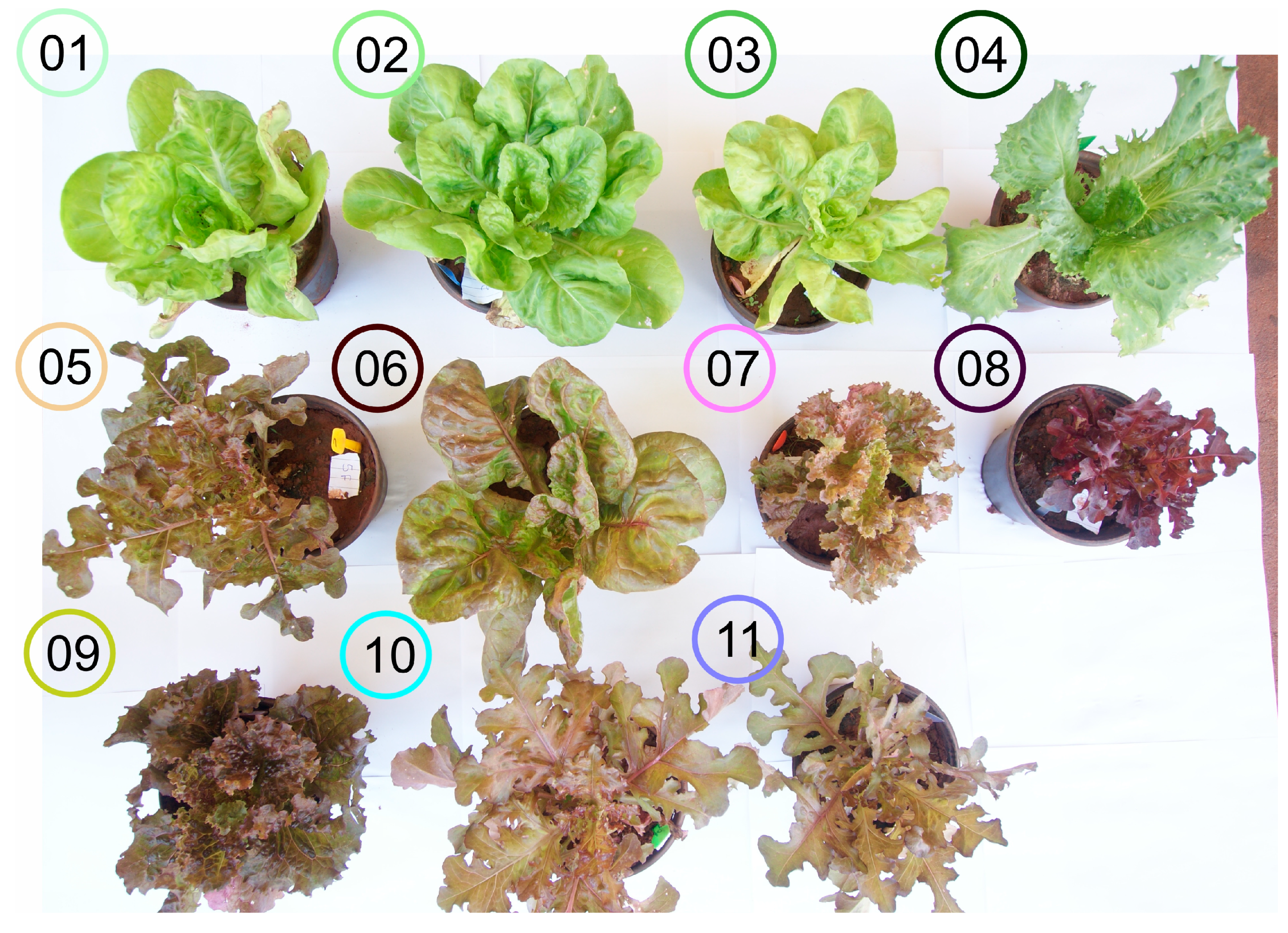 Plants 12 01333 g001