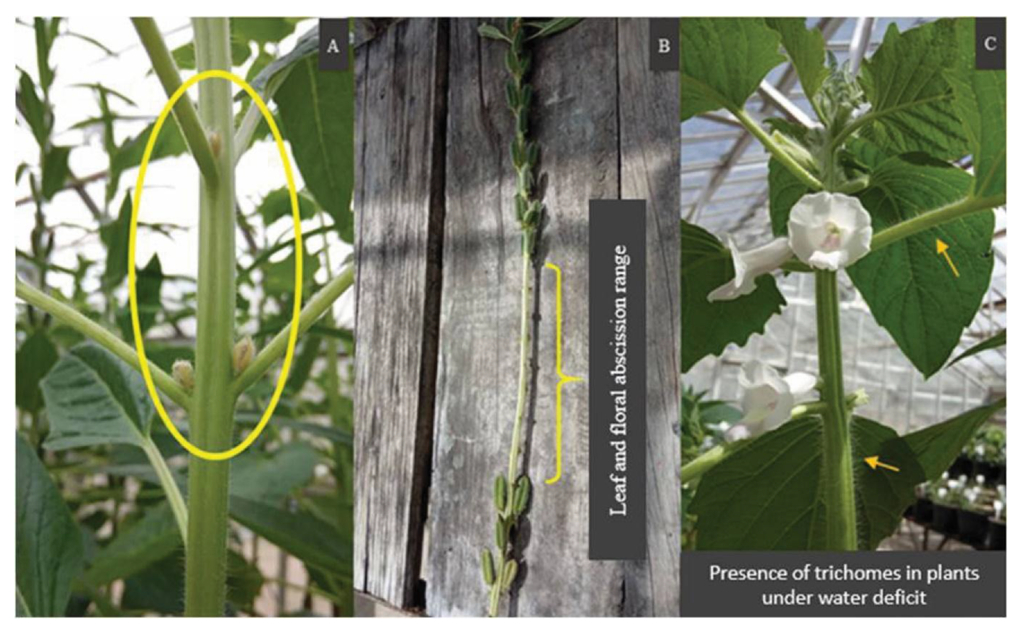 Plants 12 01337 g003 Plants 12 01337 g003