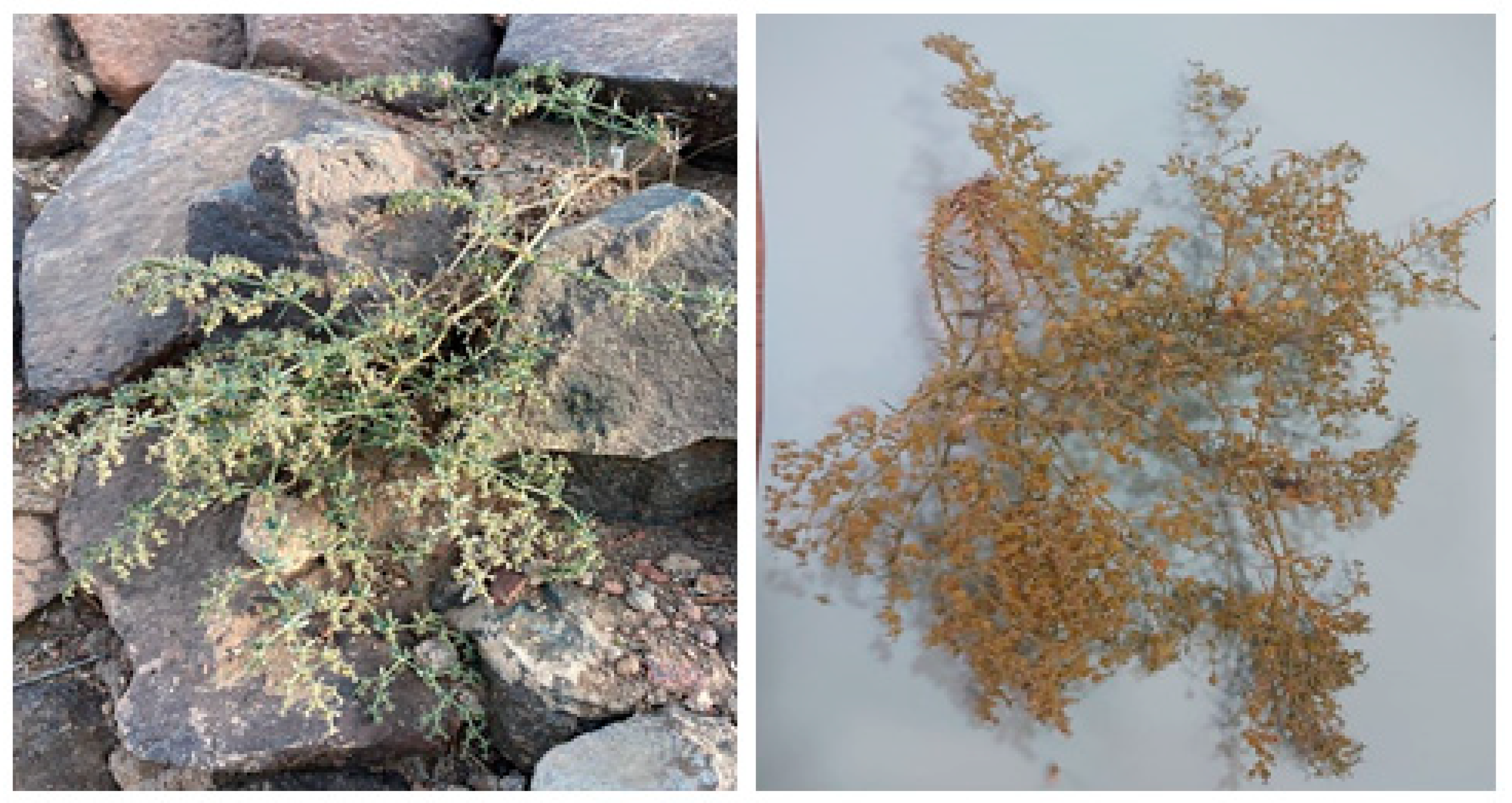 Plants 12 01354 g005 Plants 12 01354 g005