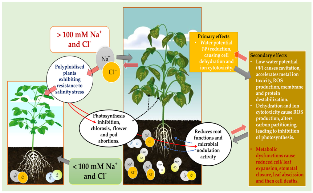 Plants 12 01356 g003 Plants 12 01356 g003