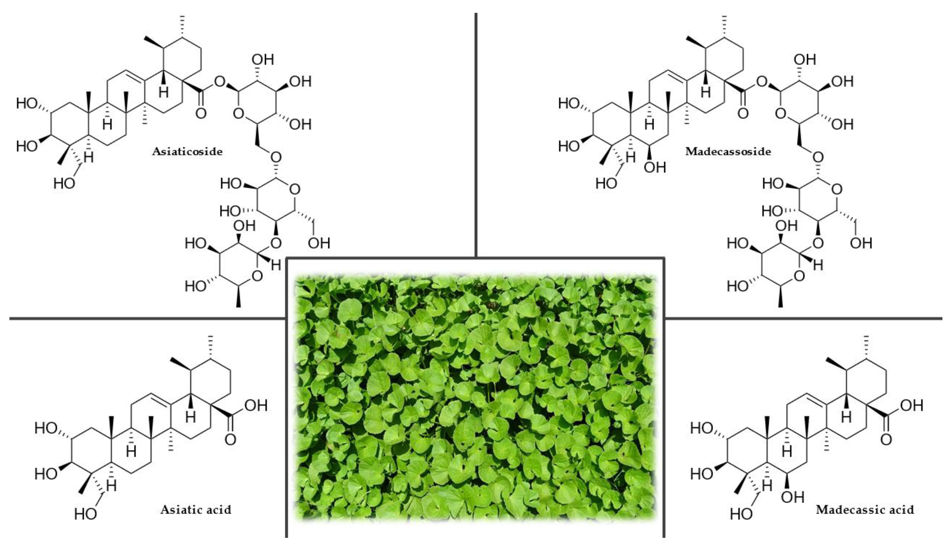 Plants 12 01364 g002 Plants 12 01364 g002