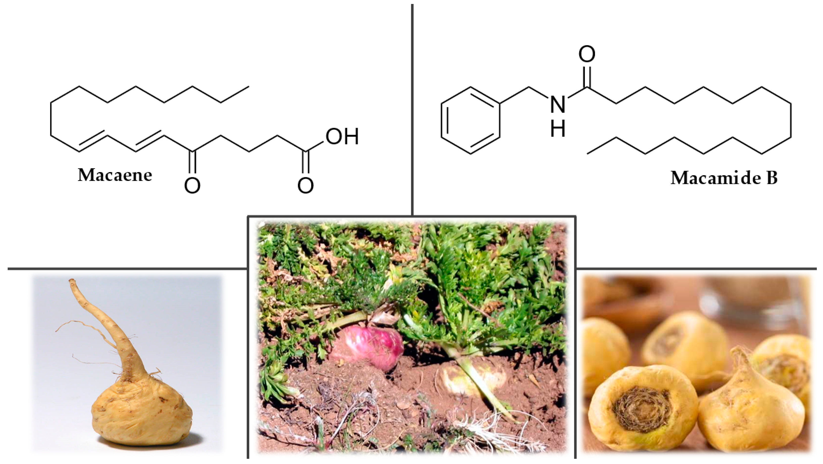 Plants 12 01364 g007 Plants 12 01364 g007