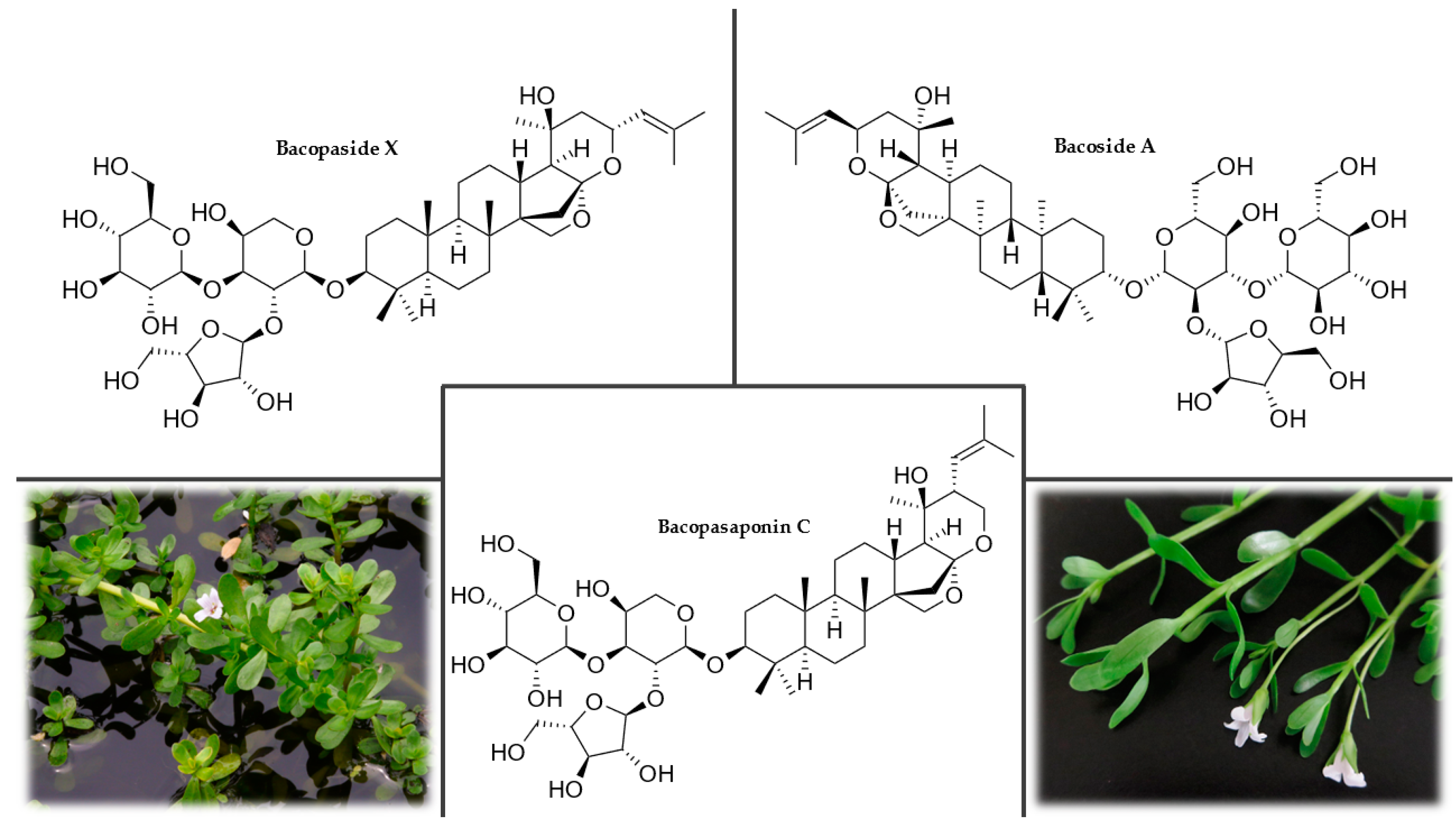 Plants 12 01364 g010 Plants 12 01364 g010