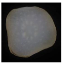 Plants 12 01372 i006 Plants 12 01372 i006