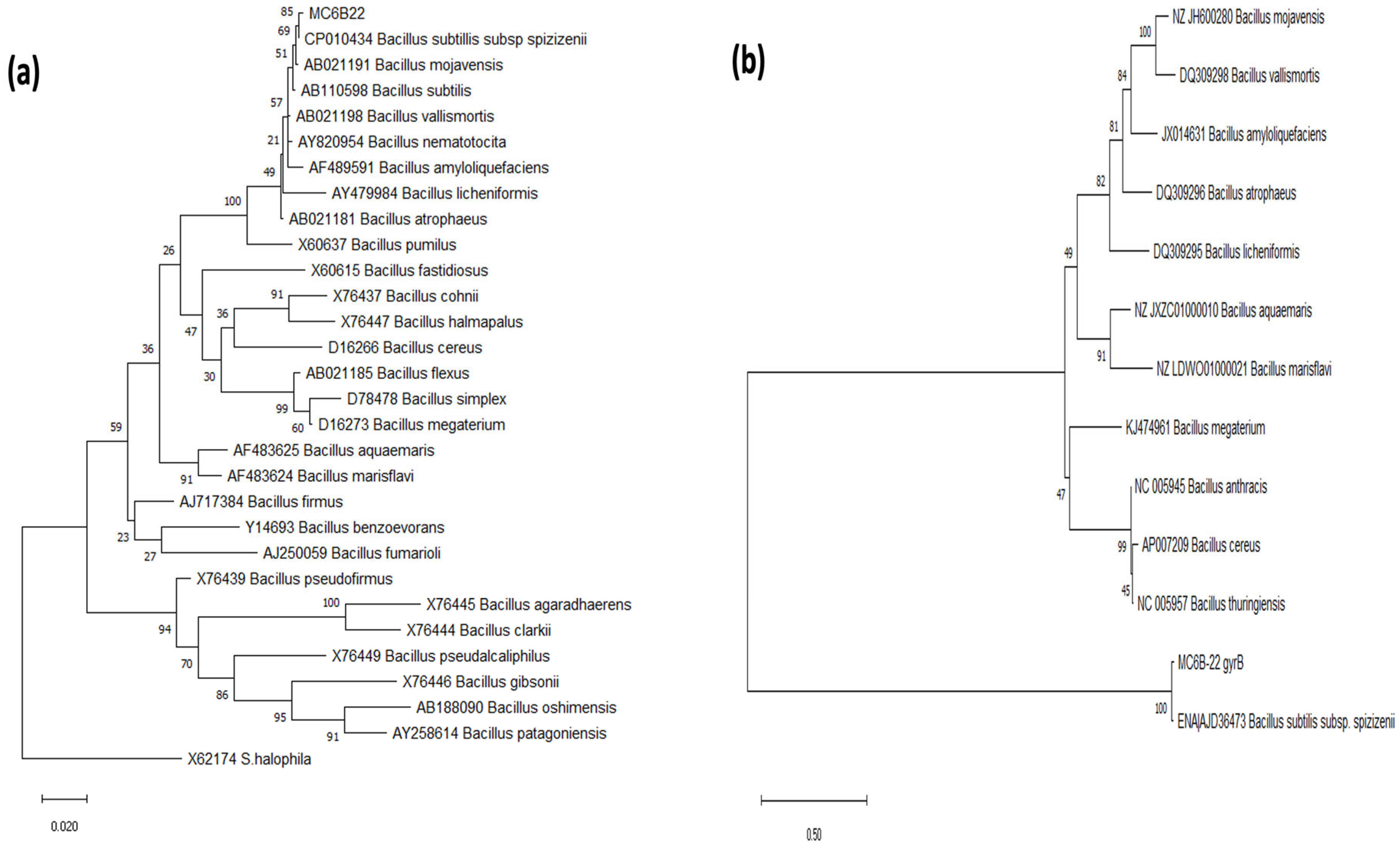 Plants 12 01374 g001 Plants 12 01374 g001