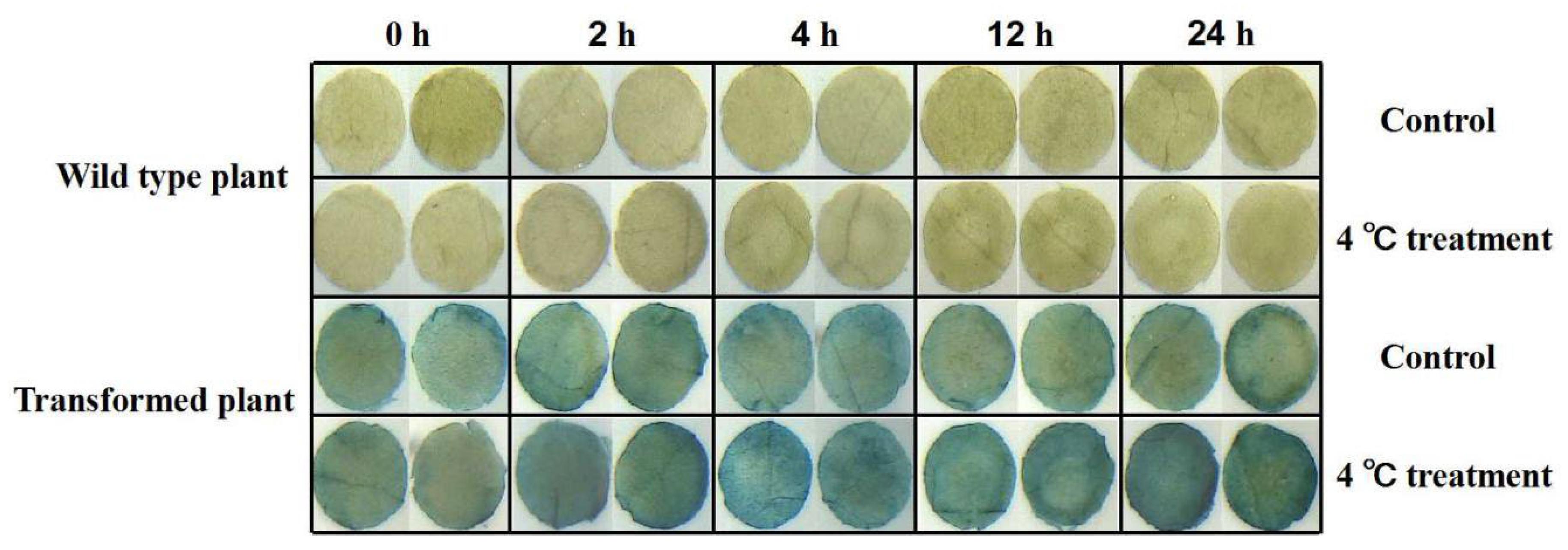 Plants 12 01393 g007