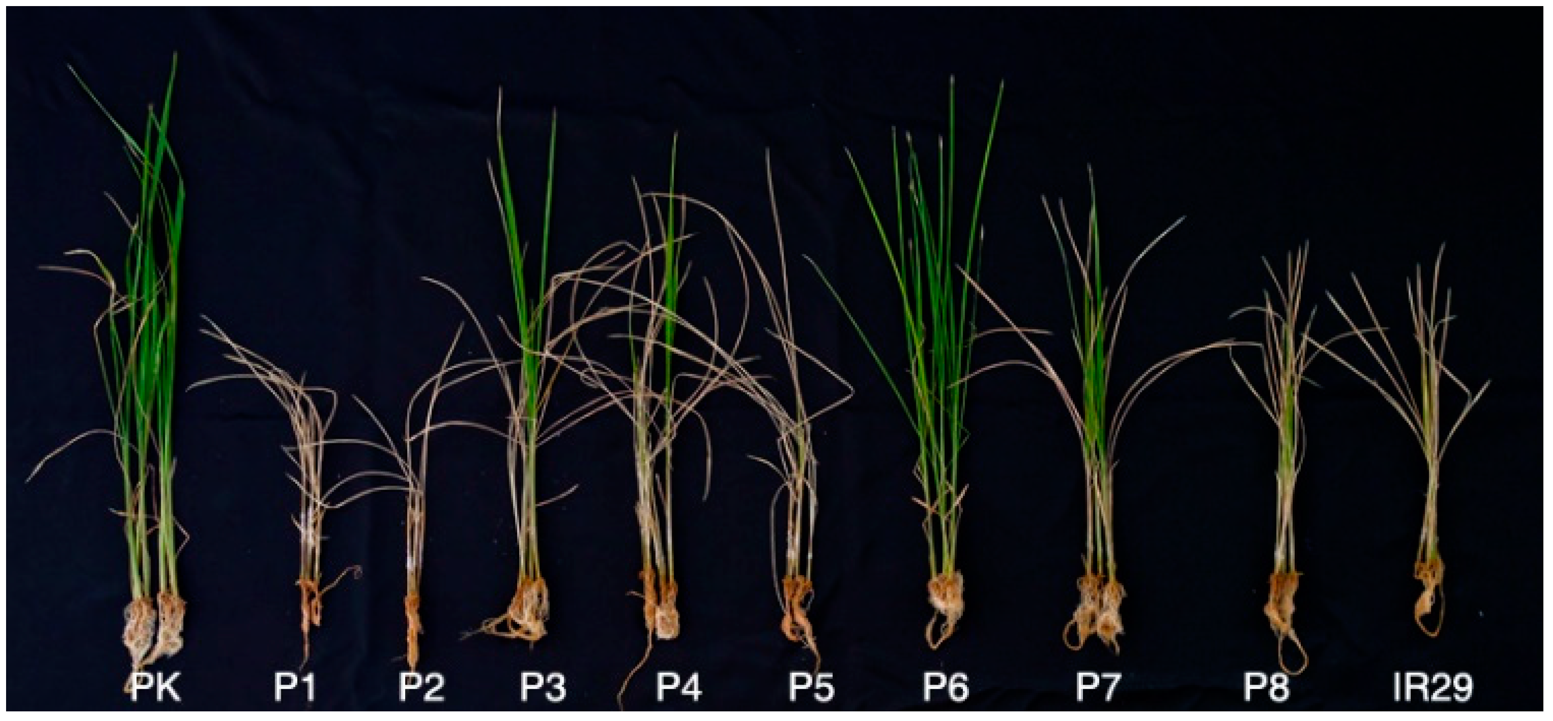 Plants 12 01401 g001 Plants 12 01401 g001