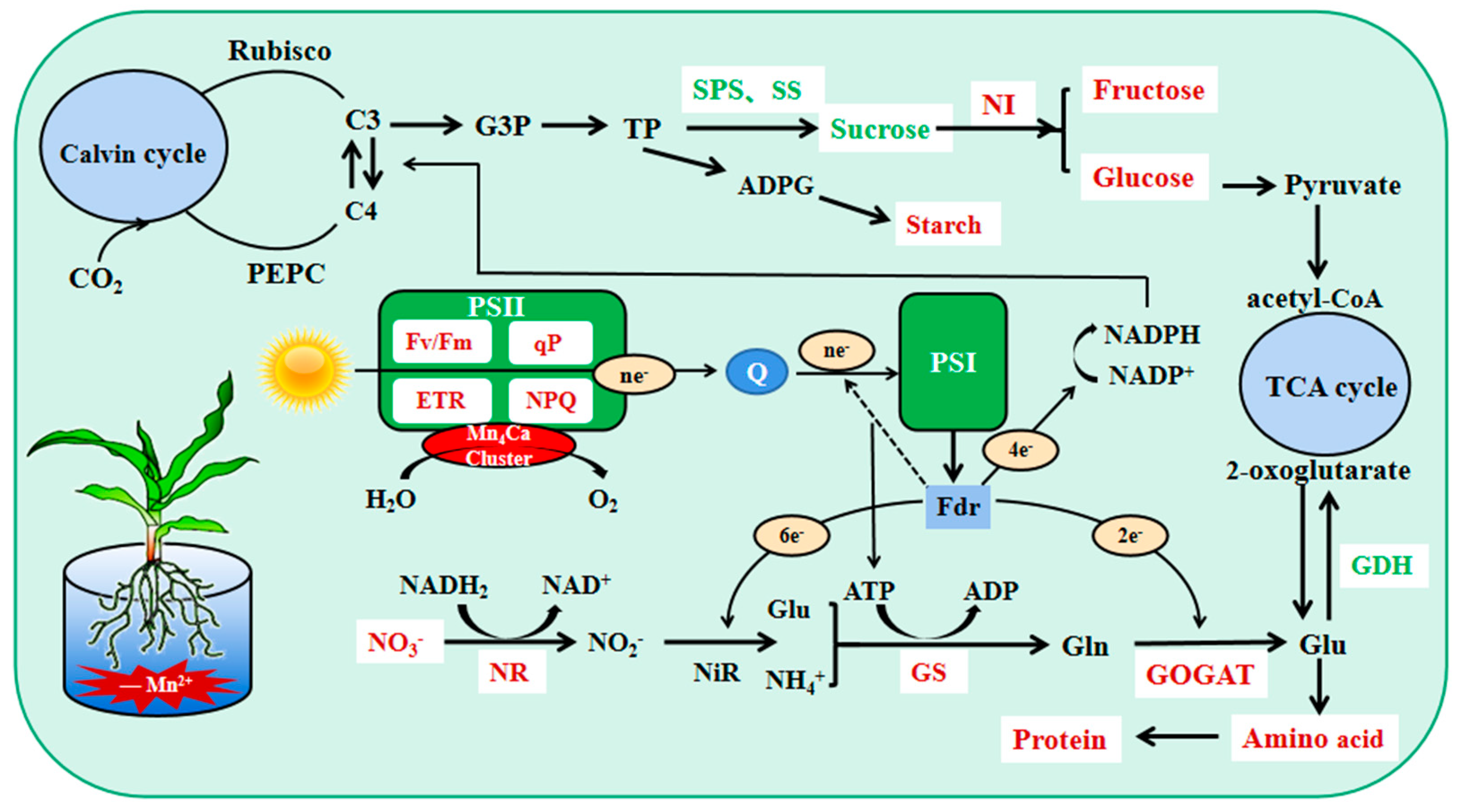 Plants 12 01407 g009