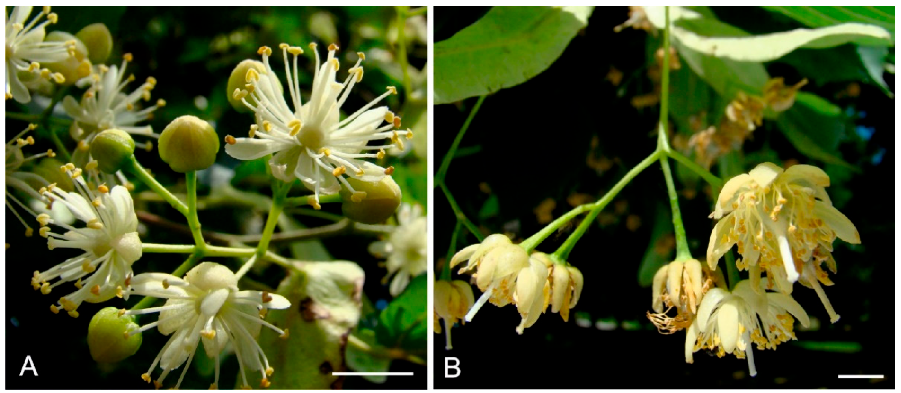 Plants 12 01415 g001 Plants 12 01415 g001