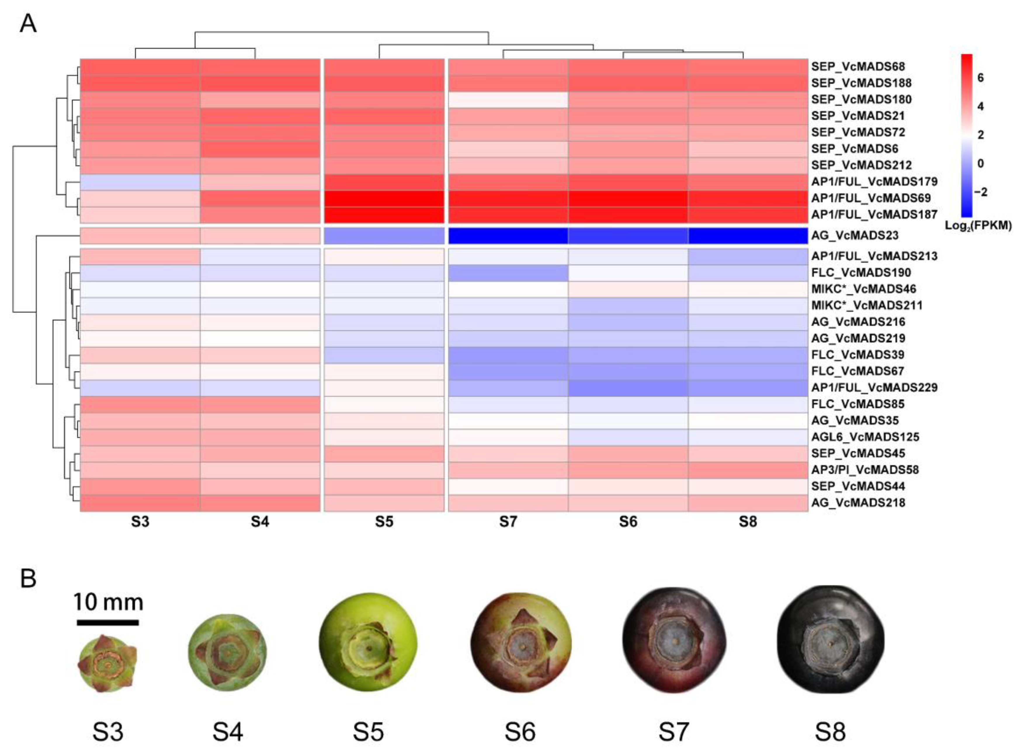 Plants 12 01424 g008 Plants 12 01424 g008